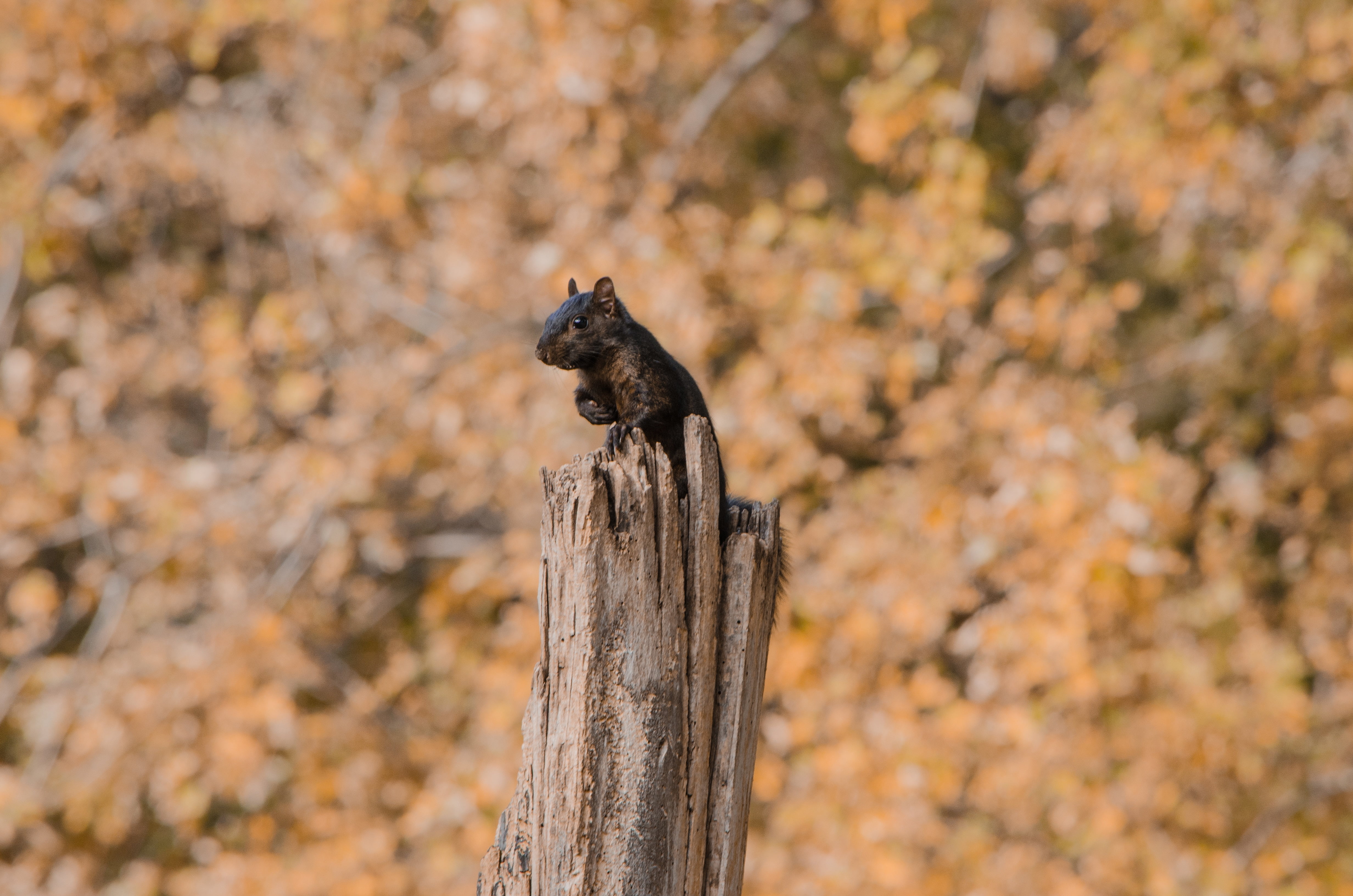 animal, day, mammal, post, wood - material, animal wildlife, outdoors, squirrel, animal themes, nature, sit, tree, fright, plant, one animal, bird, autumn, HD Wallpaper