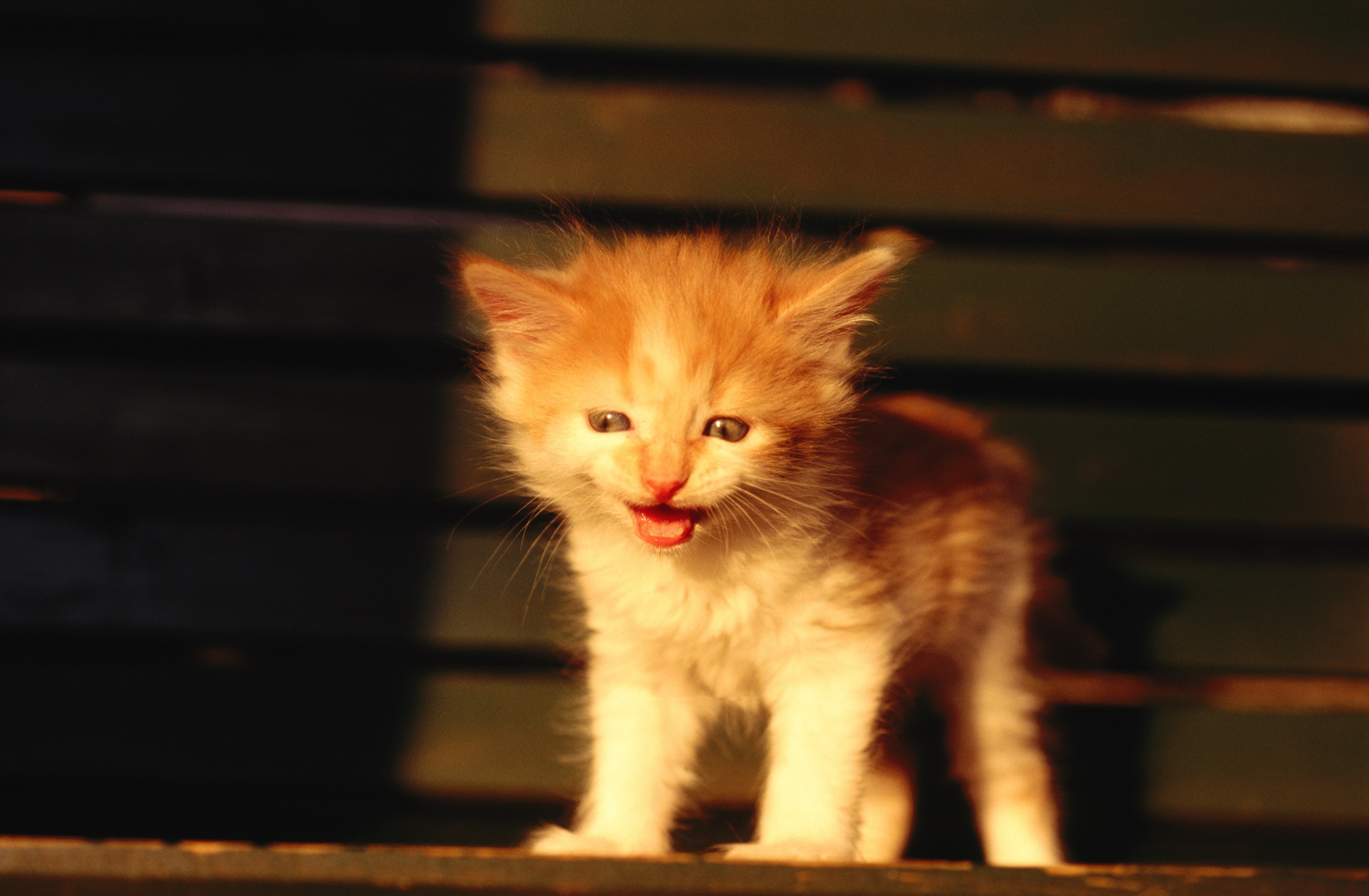 brown, cute, mouth open, cat, vertebrate, fun, close-up, playful, indoors, domestic Cat, animal Eye, baby, beauty, mammal, outdoors, portrait, red, domestic Animals, HD Wallpaper