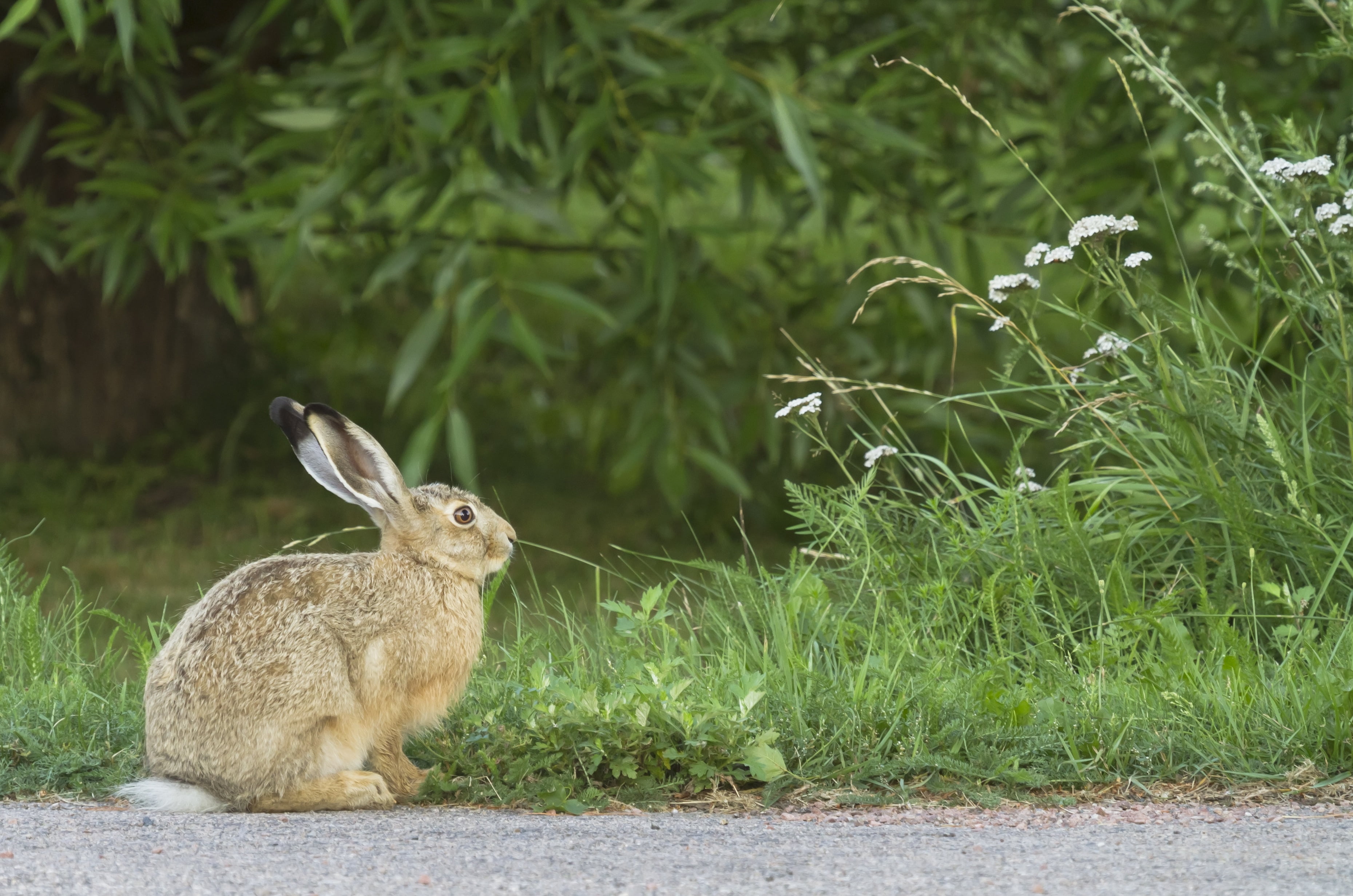 easter, animal themes, hare, growth, outdoors, plant, green Color, land, day, rabbit - Animal, mammal, vertebrate, meadow, fur, cute, animal wildlife, small, HD Wallpaper