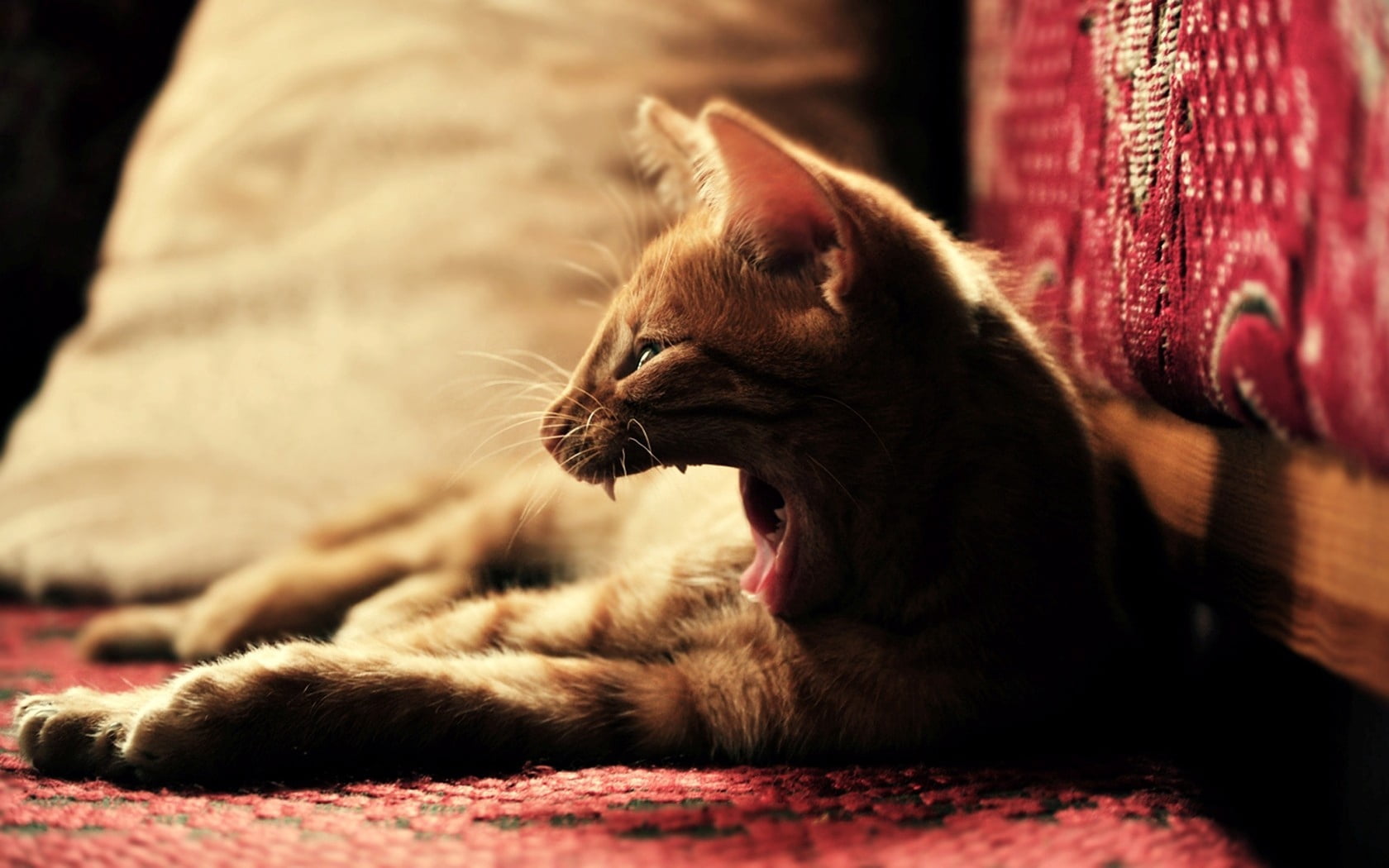 720P, fright, beautiful, lying Down, evil, beauty, cat, yawning, whisker, feline, comfortable, striped, cute, indoors, playful, purebred Cat, paw, fear, HD Wallpaper