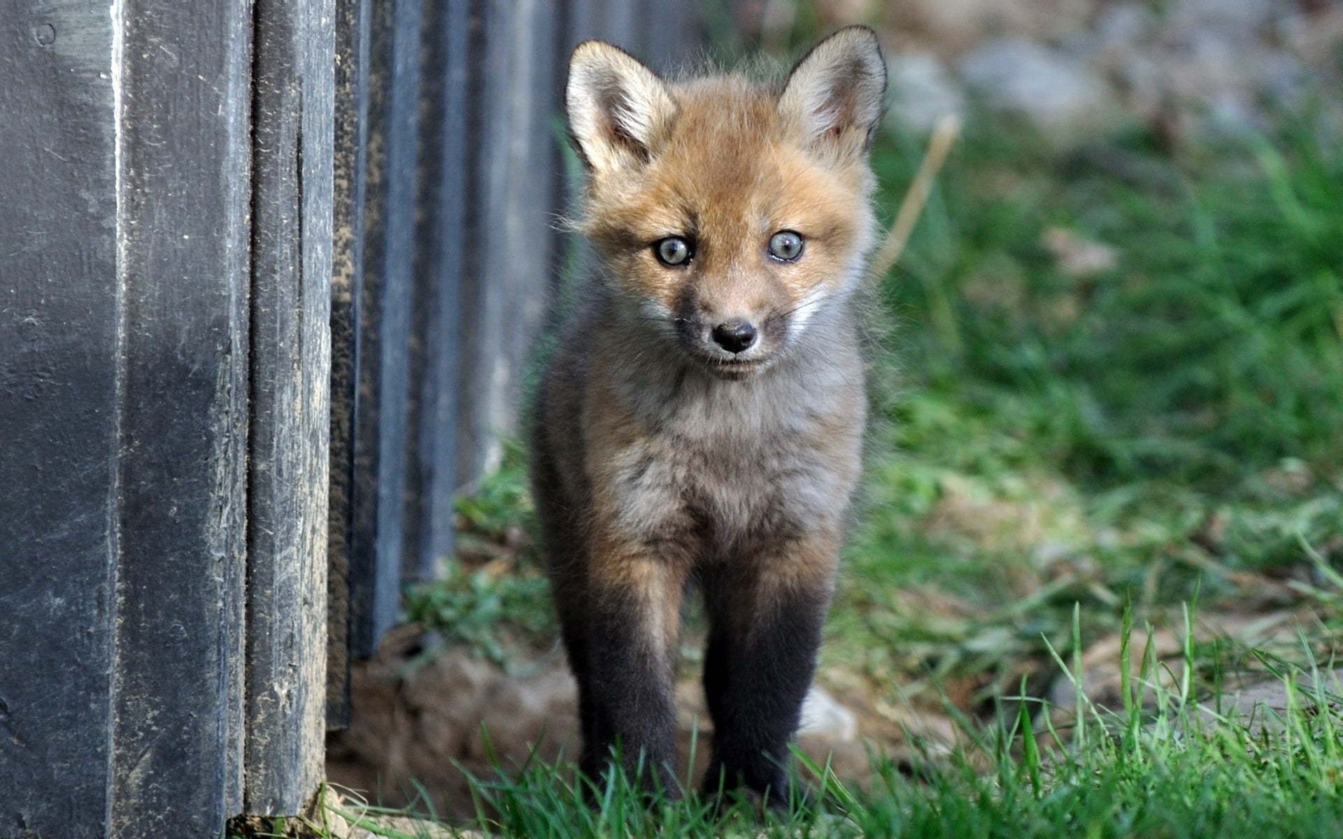 walk, dog, 1080P, animals Hunting, baby, looking at camera, front view, cute, focus on foreground, animals In The Wild, one Animal, fox, nature, mammal, HD Wallpaper