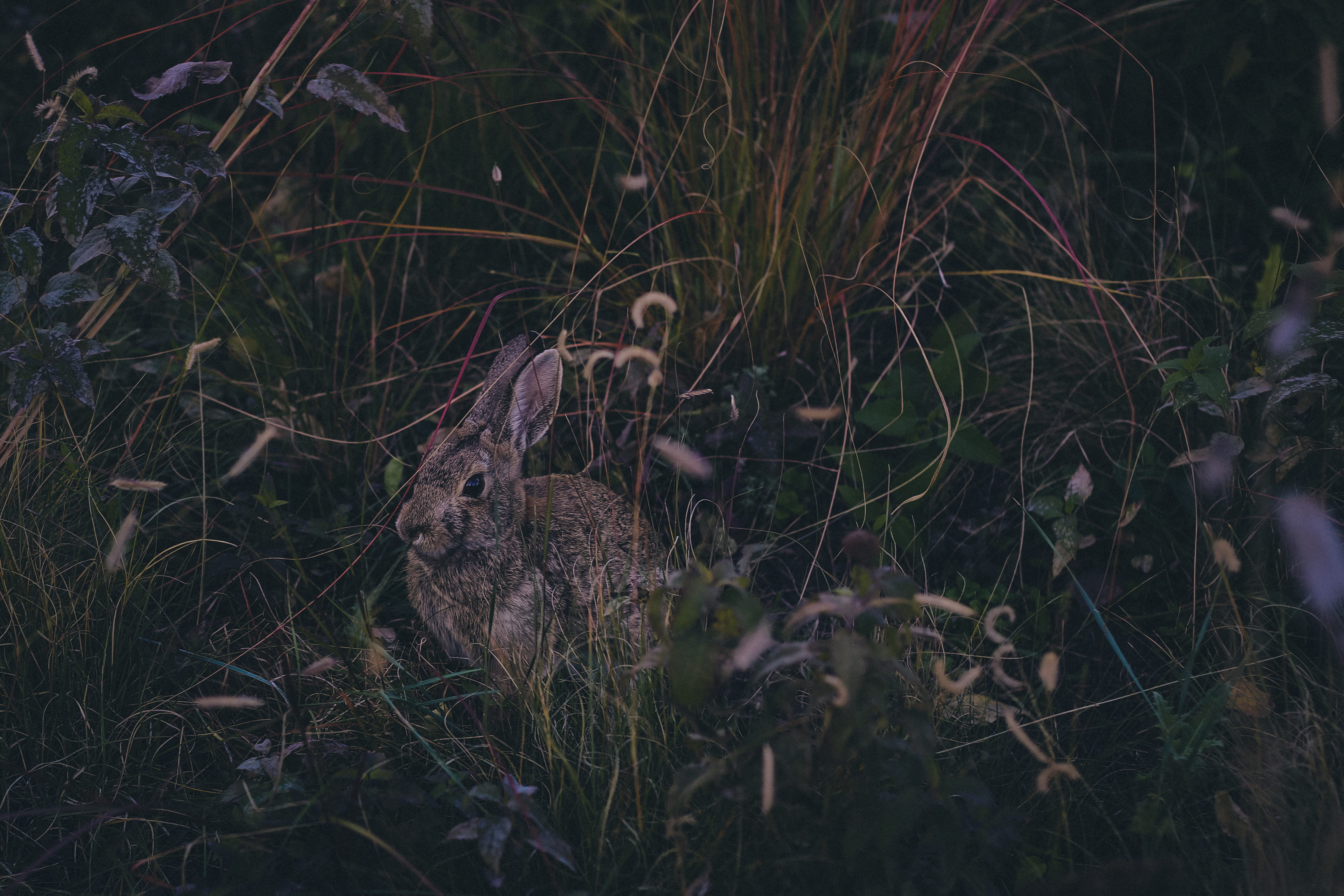 land, growth, high angle view, outdoors, rabbit, 4K, tranquility, flora, spooky, bush, field, photo, tiny, vertebrate, surrounded, familiar, grey, creature, HD Wallpaper