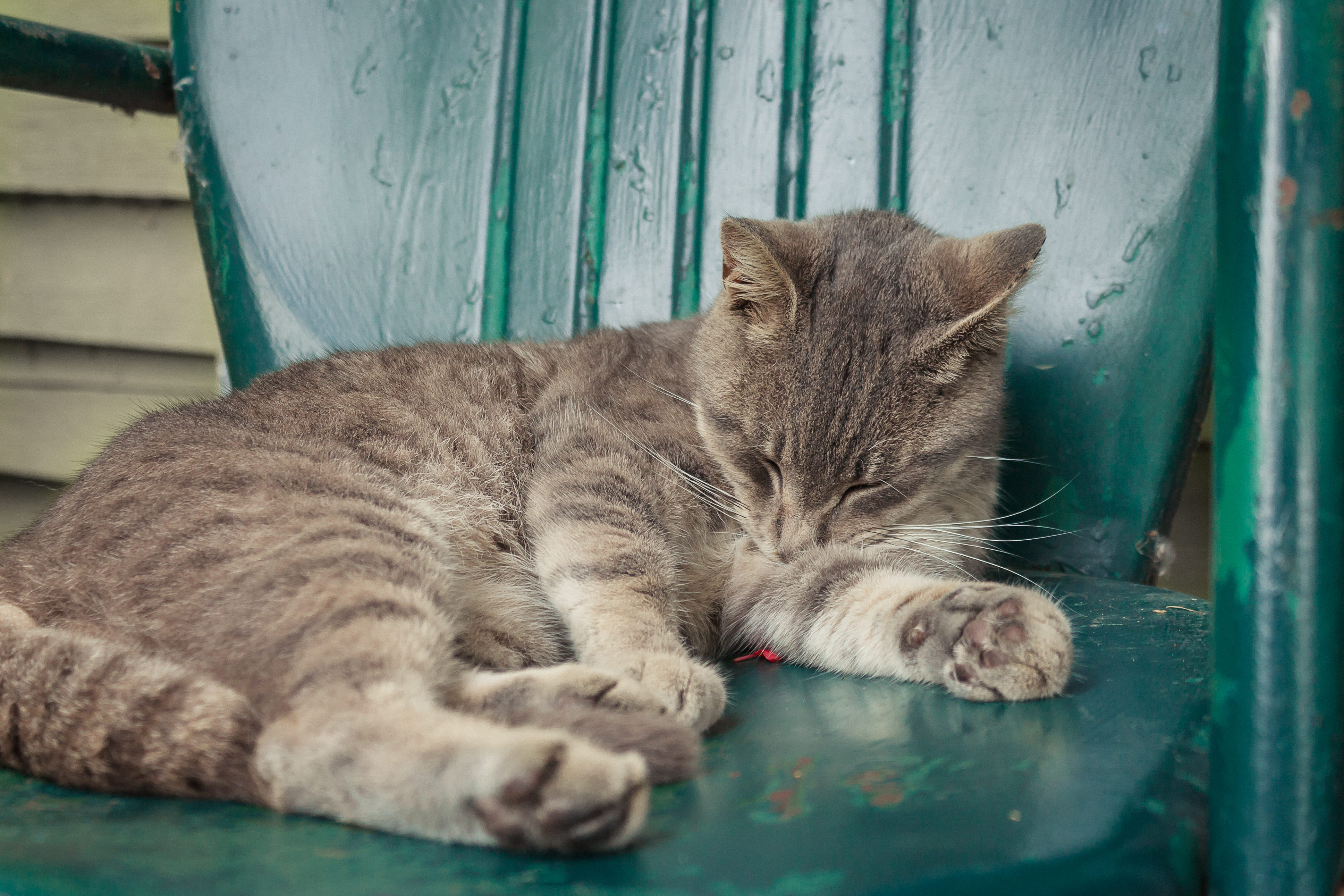 domestic, relaxation, vertebrate, domestic animals, feline, animal, no people, animal themes, cat, tabby, united states, close-up, lying down, resting, HD Wallpaper