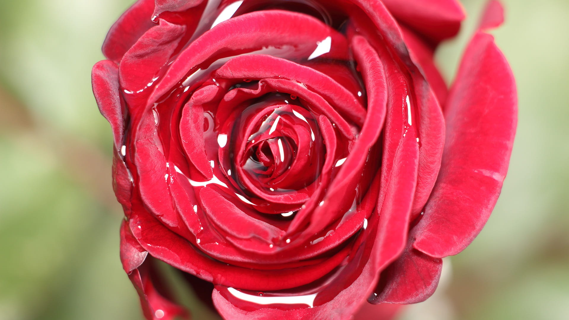 freshness, petal, fragility, rose - flower, close-up, growth, nature, love, valentines day - holiday, no people, red, beauty in nature, flower head, flowering plant, HD Wallpaper
