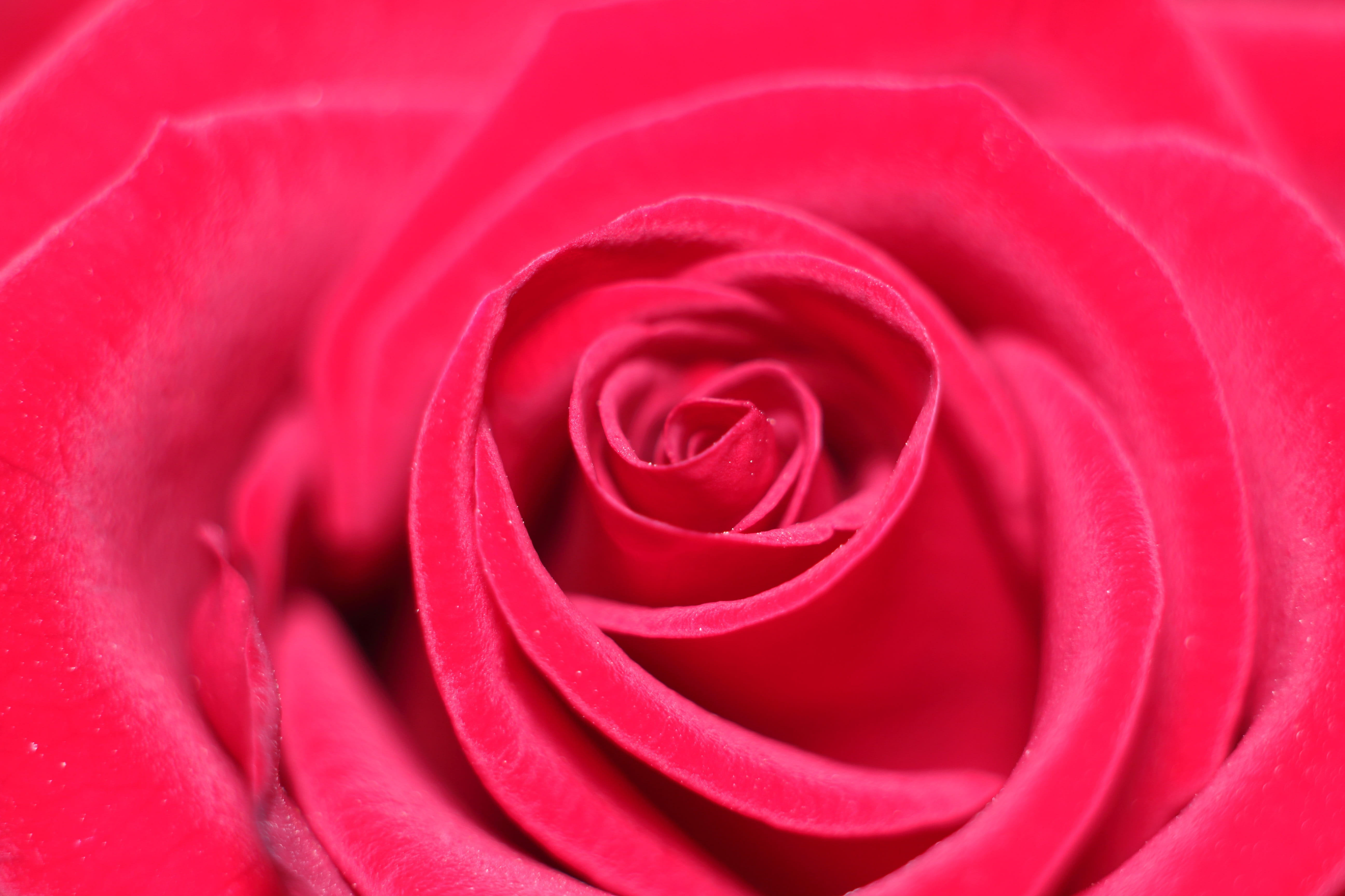 petal, rose, love scam, beauty in nature, close-up, freshness, backgrounds, vulnerability, 5K, rose - flower, fragility, no people, attachment, valentines day - holiday, HD Wallpaper