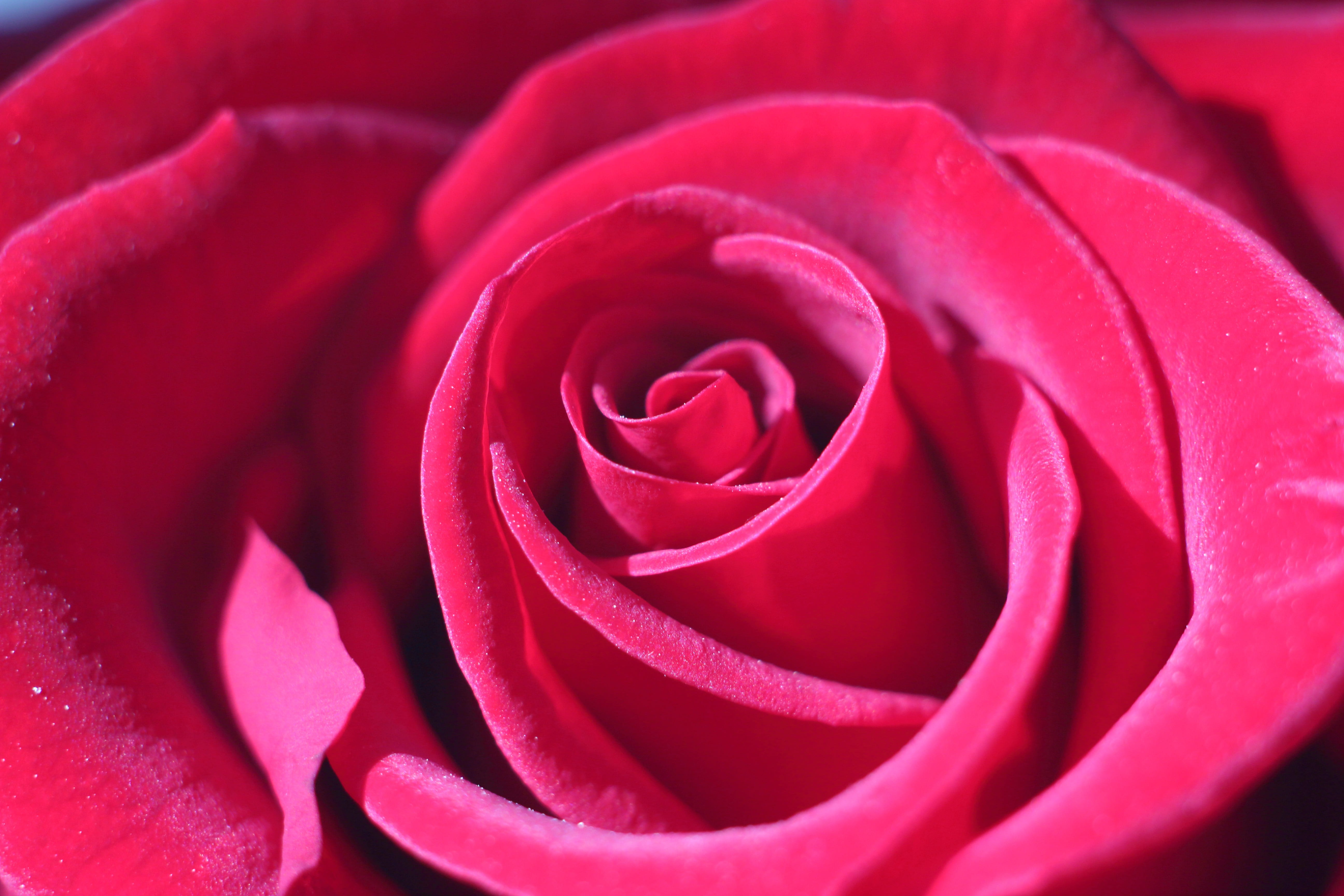 attachment, outdoors, petal, flower head, full frame, close-up, rose, rose - flower, soft focus, positive emotion, freshness, no people, fragility, flowering plant, HD Wallpaper