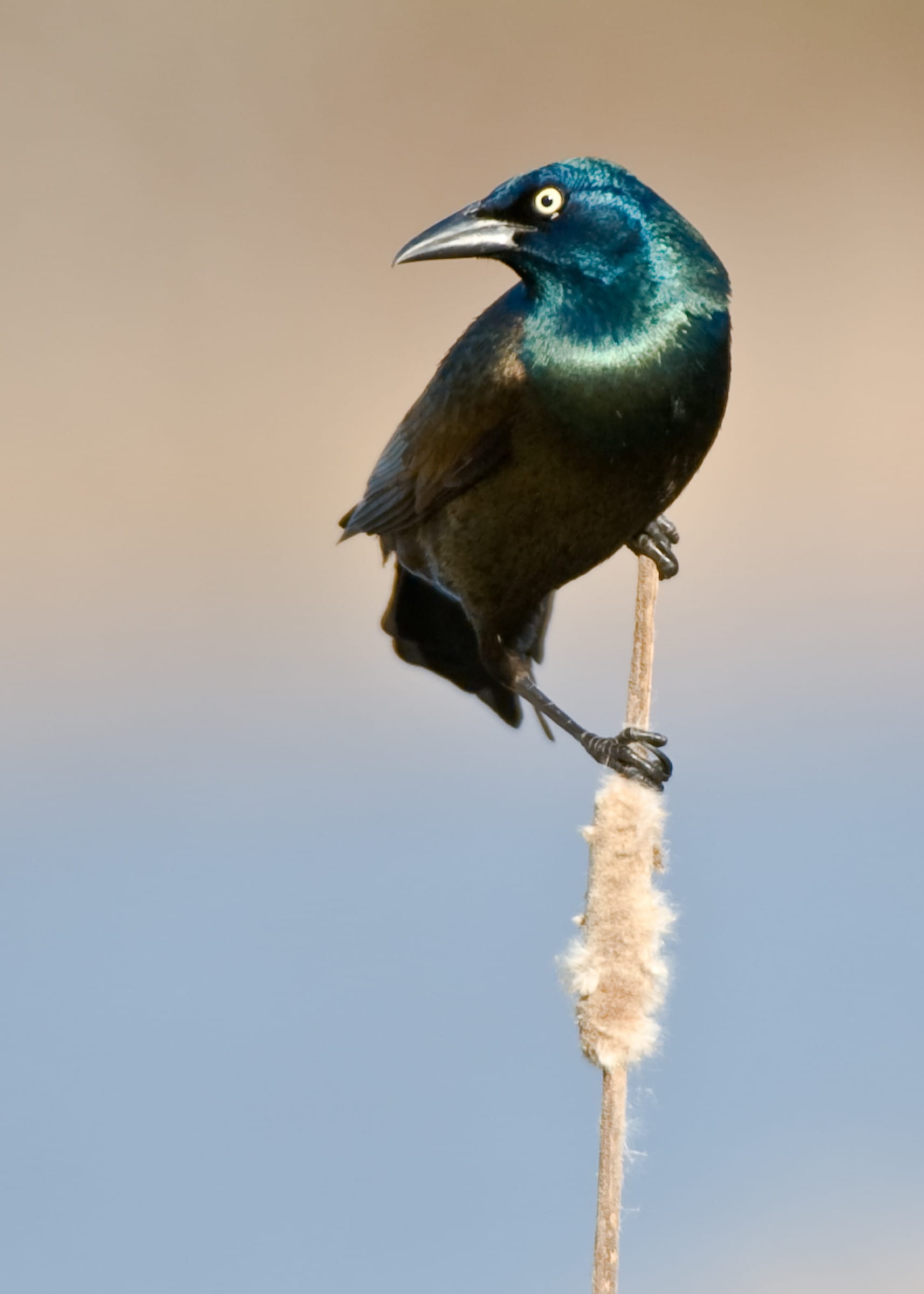 evil, death, wildlife, teal, turquoise colored, bird, scary, vertebrate, goth, one animal, day, perched, dark, avian, flight, perching, mystic, birdwatching, Phone HD Wallpaper