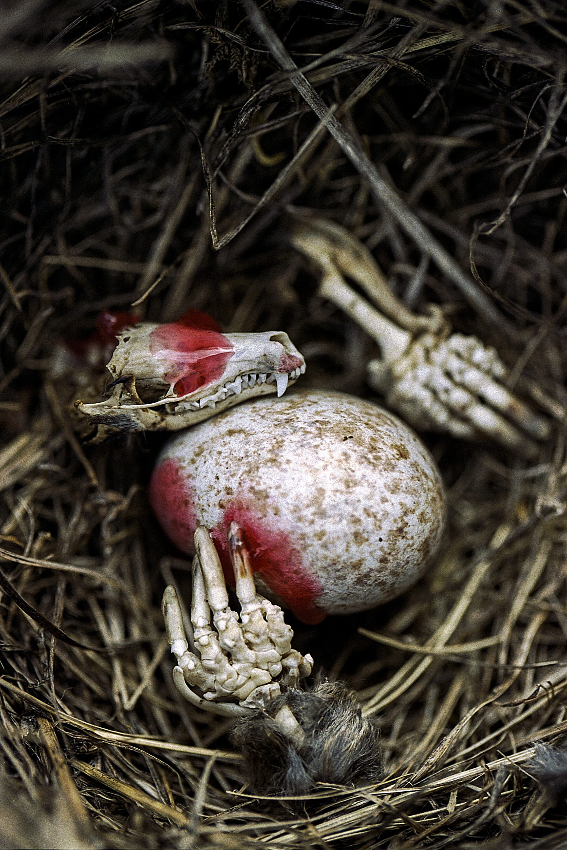 halloween, dry, vegetable, bone, bird nest, selective focus, food, death, beauty in nature, focus on foreground, fragility, anatomy, plant, spooky, bird, Phone HD Wallpaper