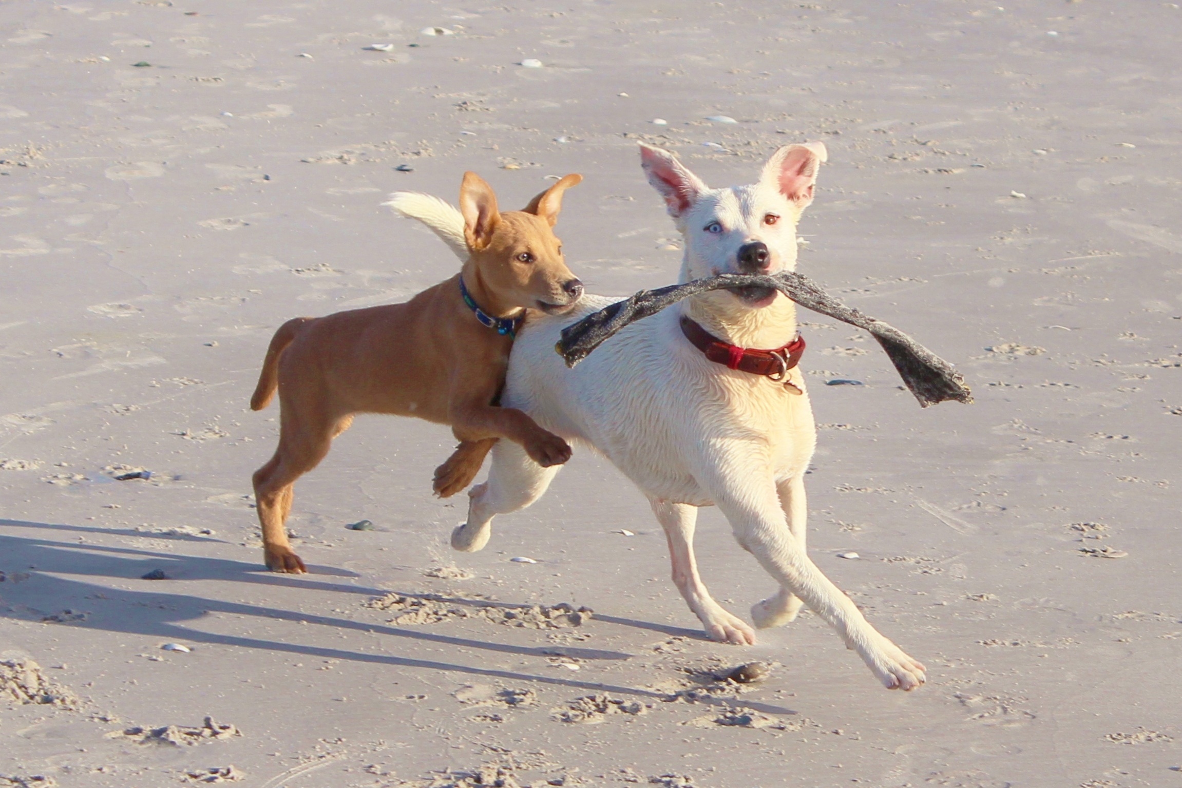 sunlight, seashore, 1080P, sand, domestic animals, two, domestic, walking, day, short, pets, dog, batons, beach, tan, dogs, chihuahua - dog, running, one animal, HD Wallpaper