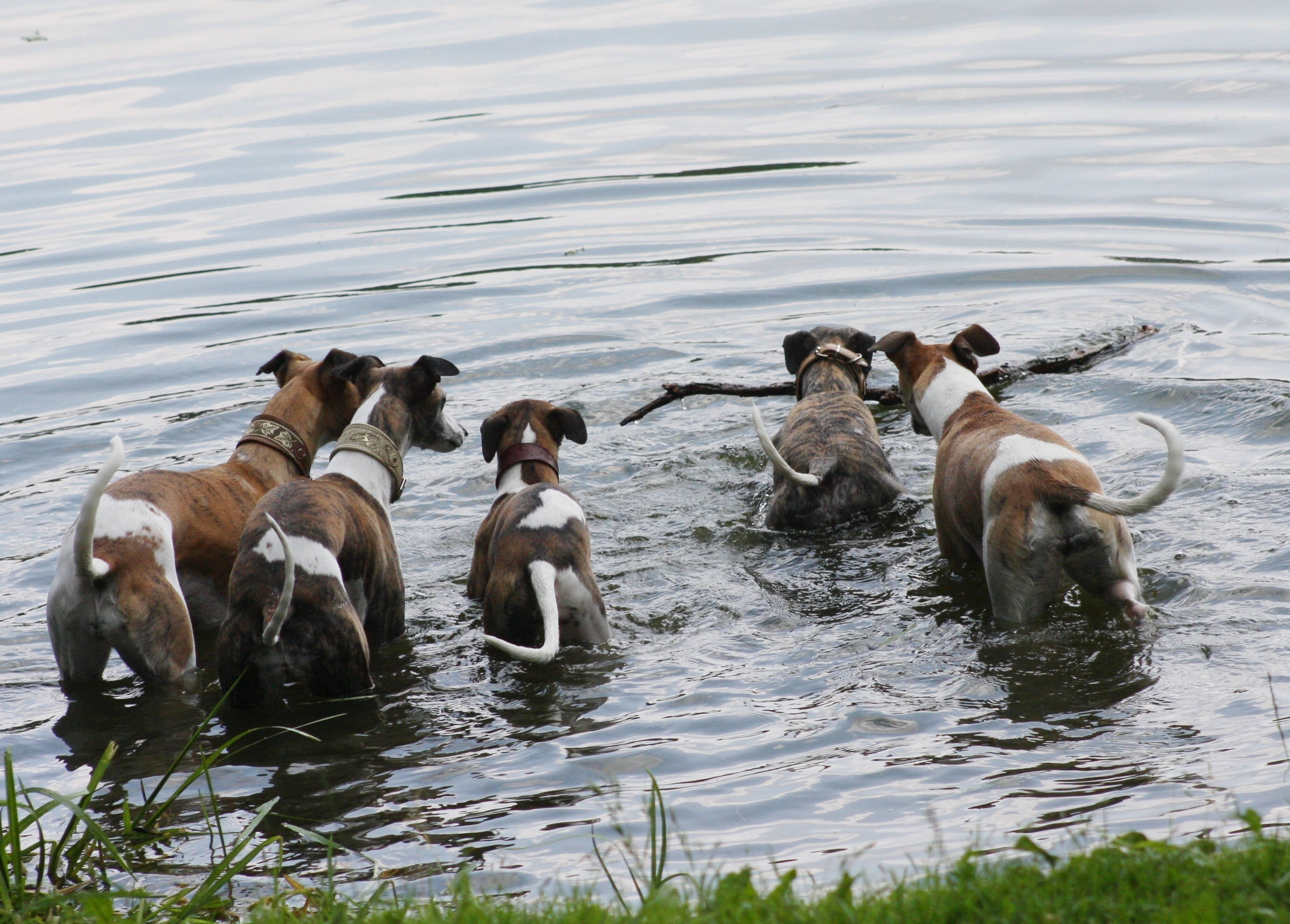 mammal, whippets, competition, langnasen, young animal, swimming, batons, dogs, nose forward, animal themes, house pet, water, animals, animal family, canine, HD Wallpaper
