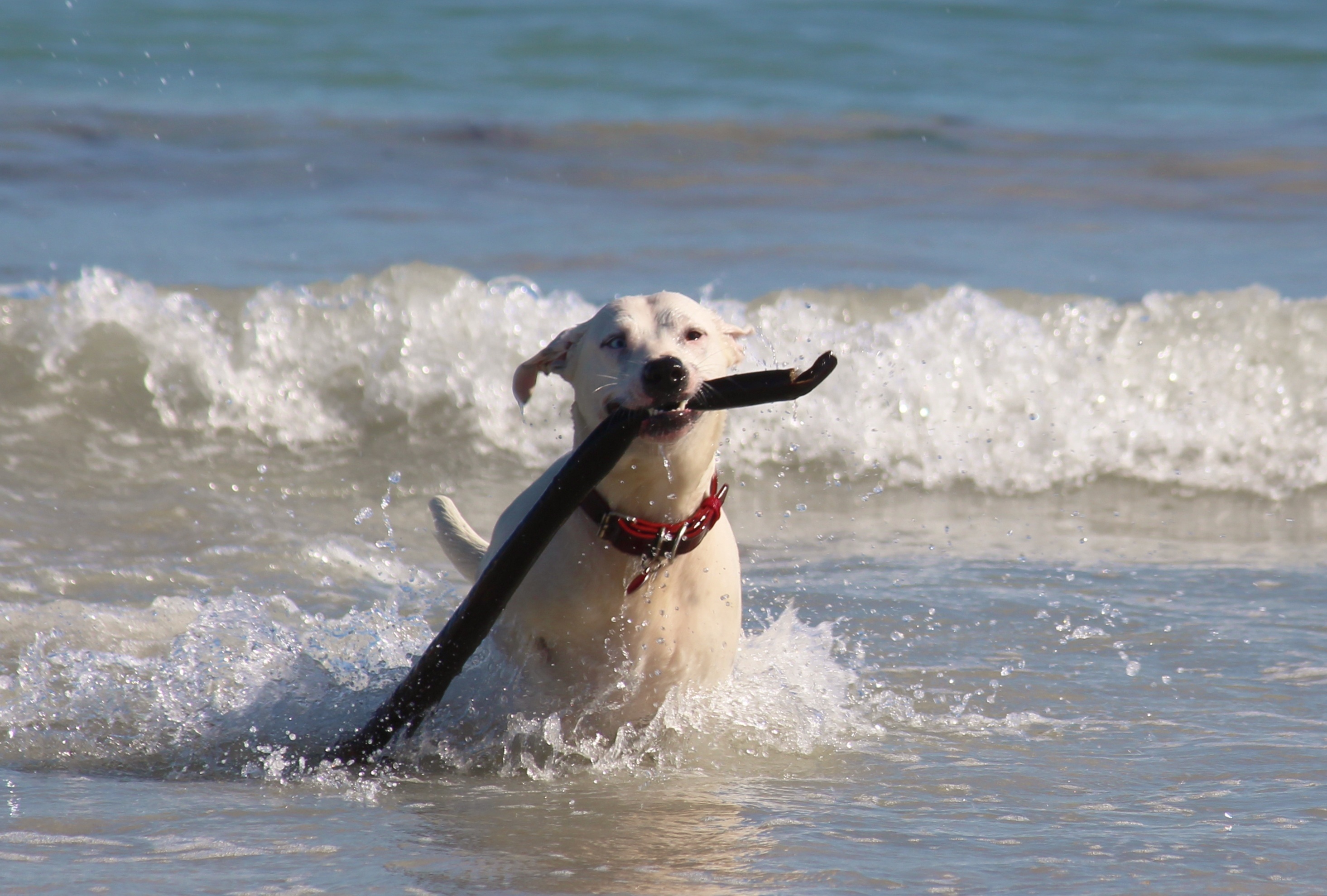 one animal, domestic, 2K, batons, day, no people, water, sea, canine, pets, sport, dog, splashing, motion, wave, vertebrate, domestic animals, mammal, HD Wallpaper