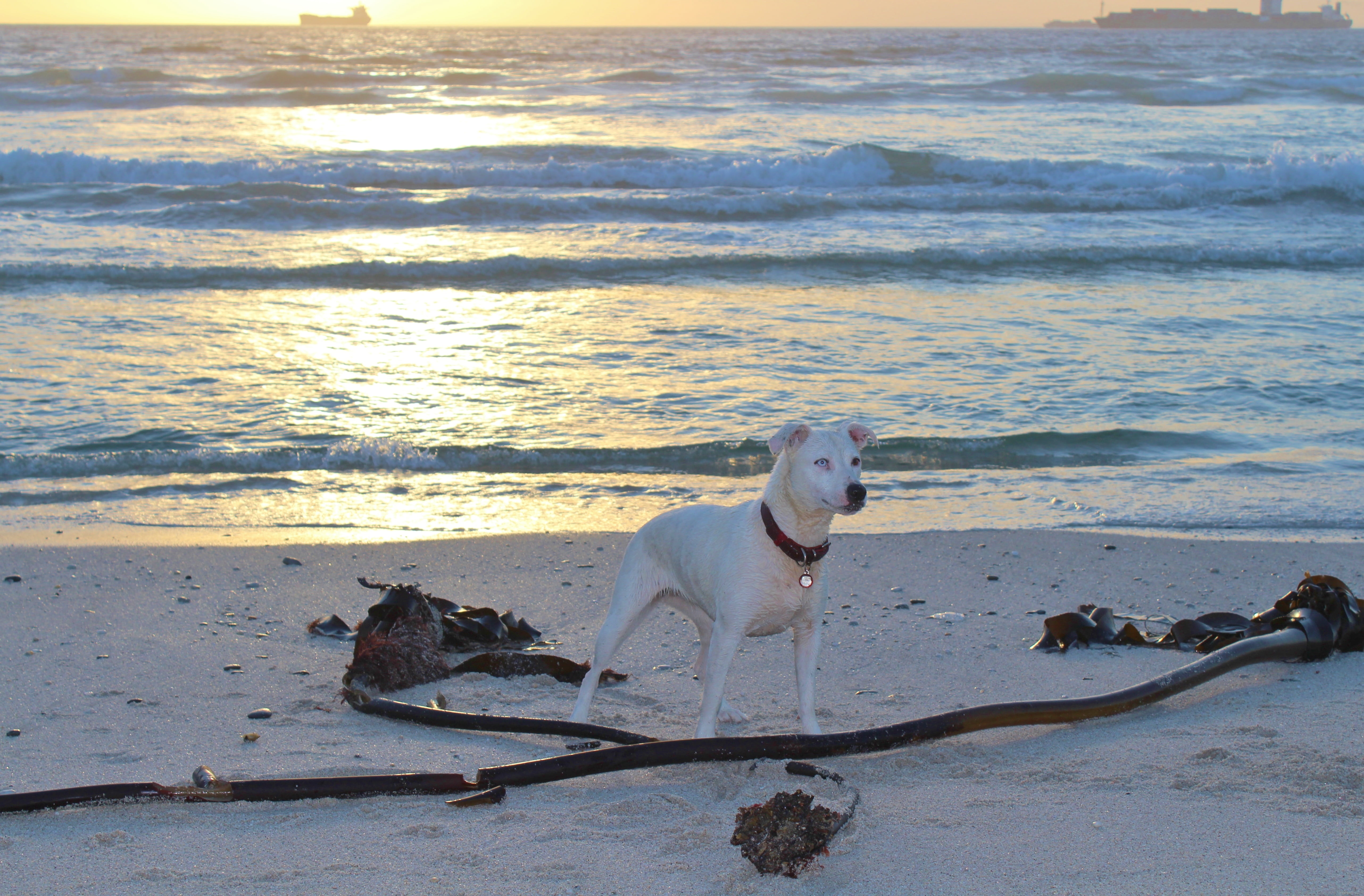 batons, 5K, animal themes, sunset, sea, pets, purebred dog, play, dog, nature, mammal, animal, domestic, motion, canine, domestic animals, water, vertebrate, HD Wallpaper