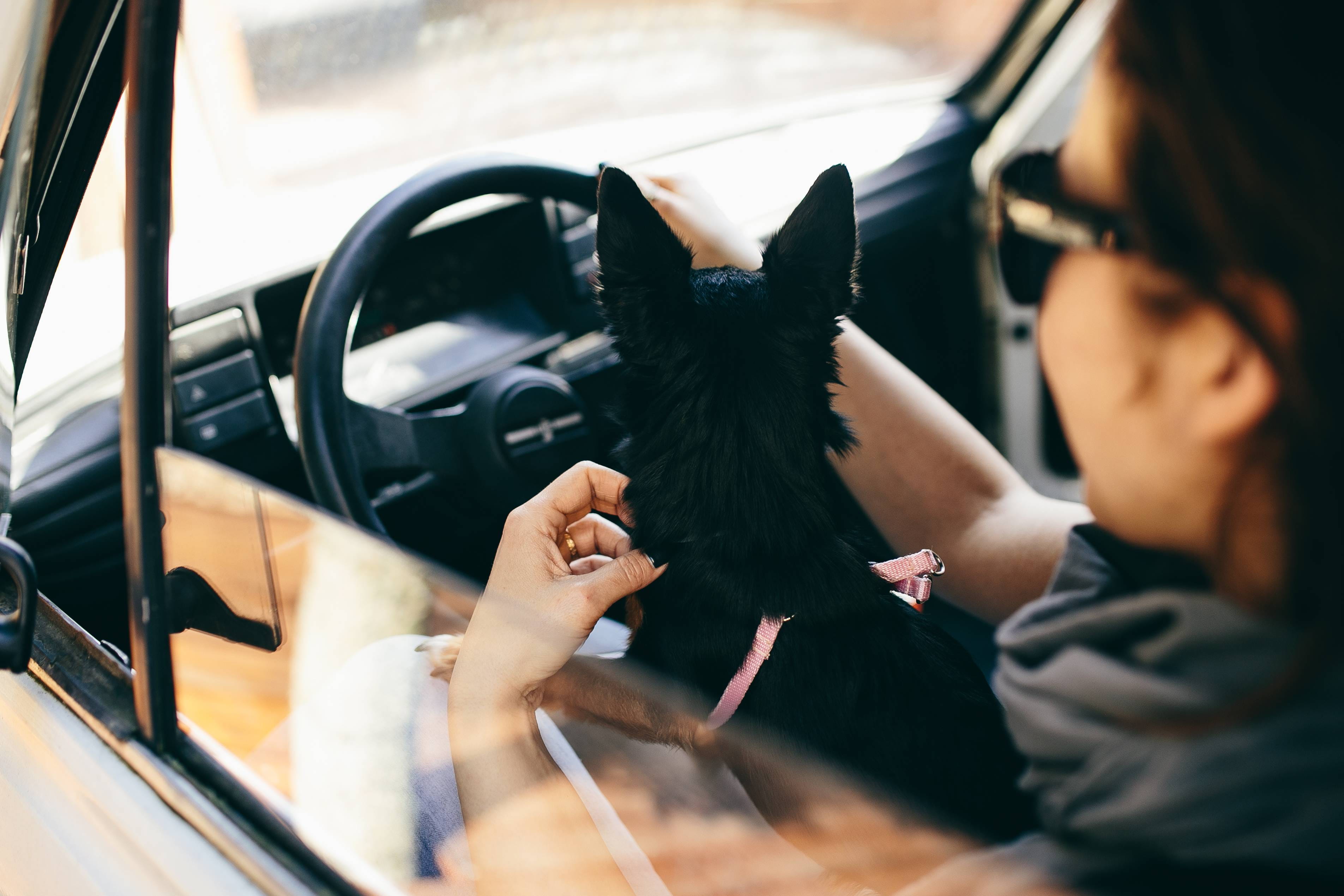 animal, people, pet, hairstyle, Woman, holding, human hair, young Adult, young Women, two People, only women, caucasian Ethnicity, mode of transportation, HD Wallpaper