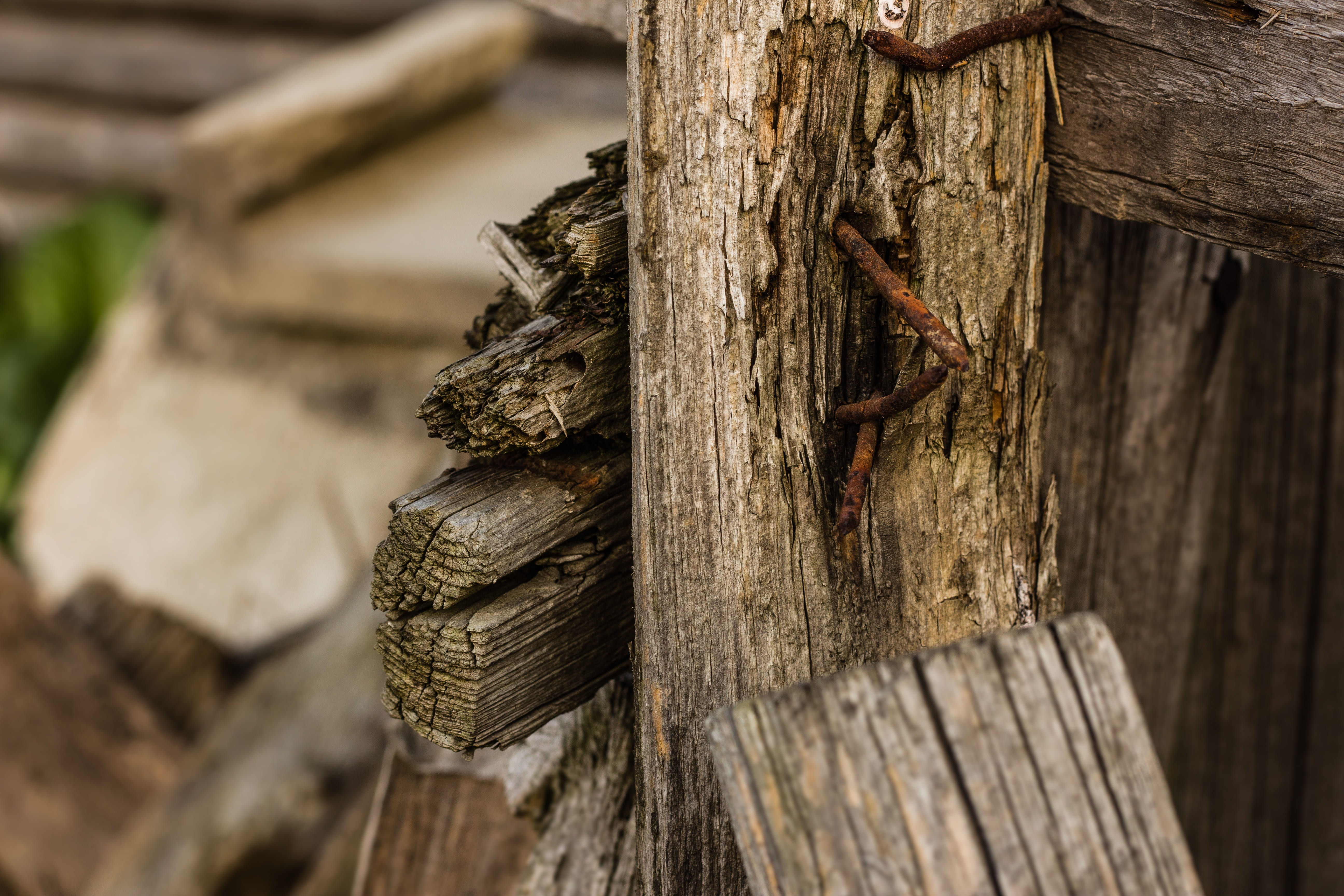 focus on foreground, close up, detail, plant, wooden, pattern, tree trunk, wood - material, wooden post, timber, no people, trunk, log, structure, selective focus, HD Wallpaper