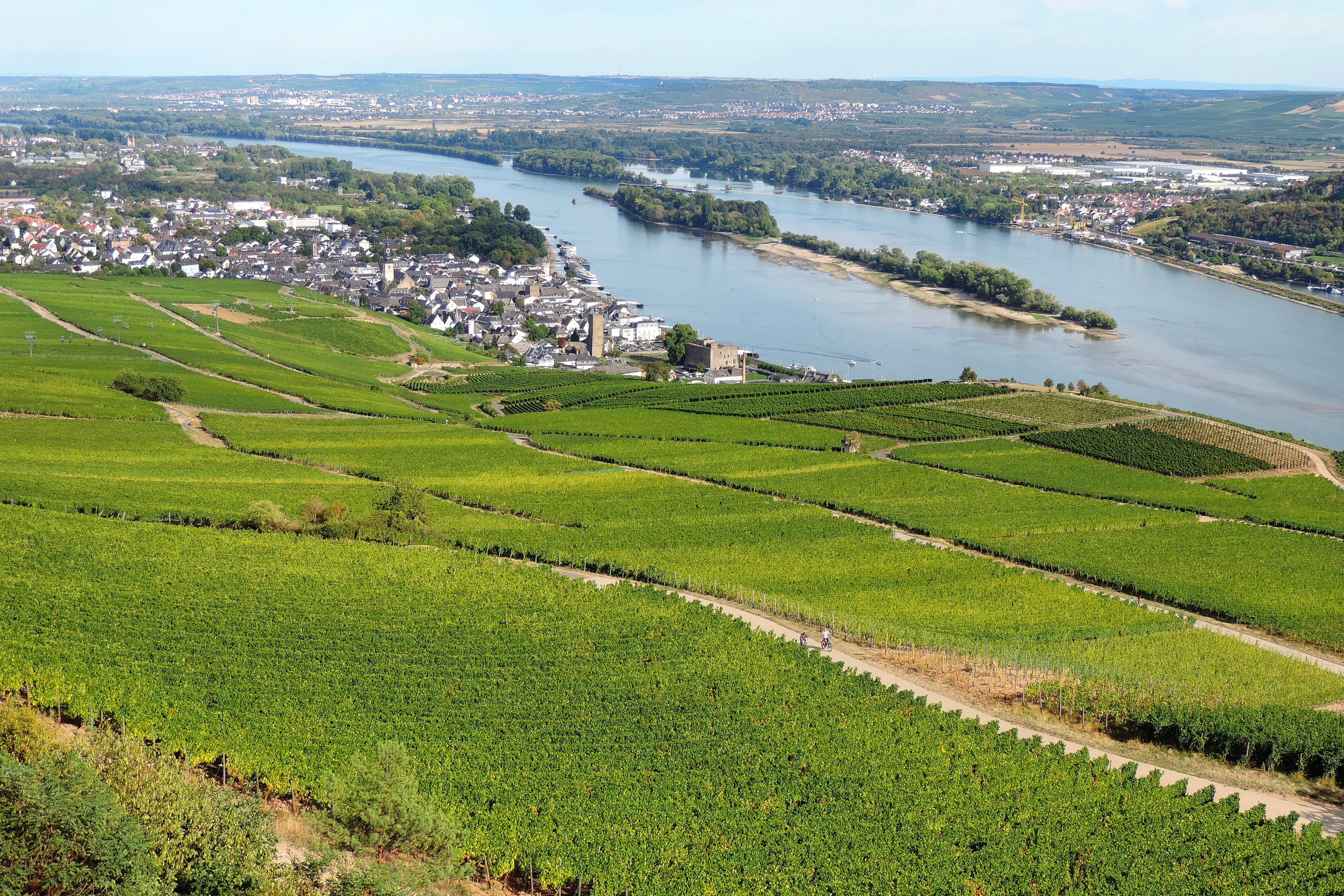 outdoors, rhine, vineyard, rüdesheim, river, green color, building exterior, beauty in nature, plantation, tranquility, rhine valley, scenics - nature, HD Wallpaper