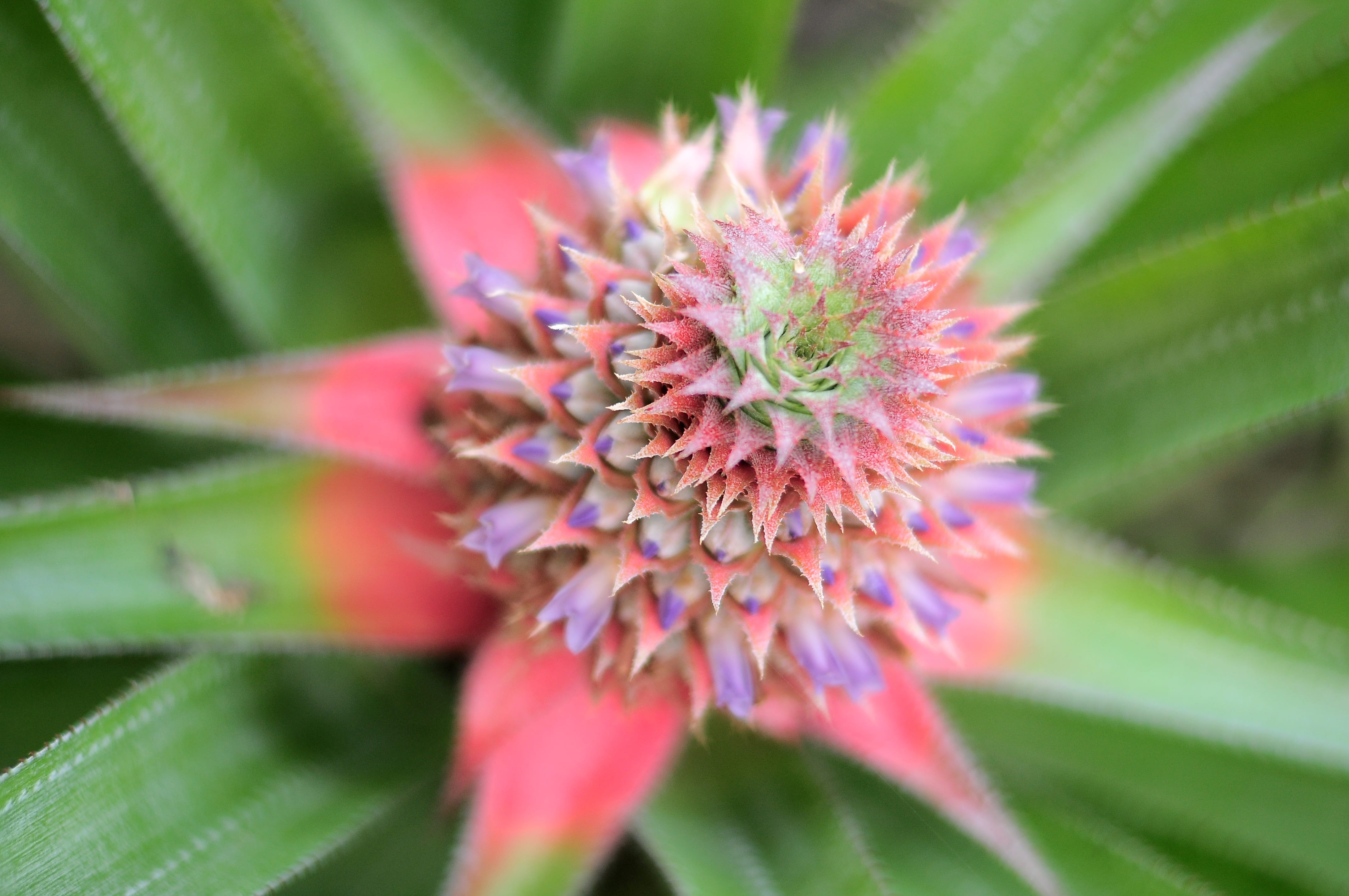 pink color, springtime, fragility, beauty in nature, plant part, close-up, freshness, inflorescence, 4K, vulnerability, vitamin, selective focus, delicious, HD Wallpaper
