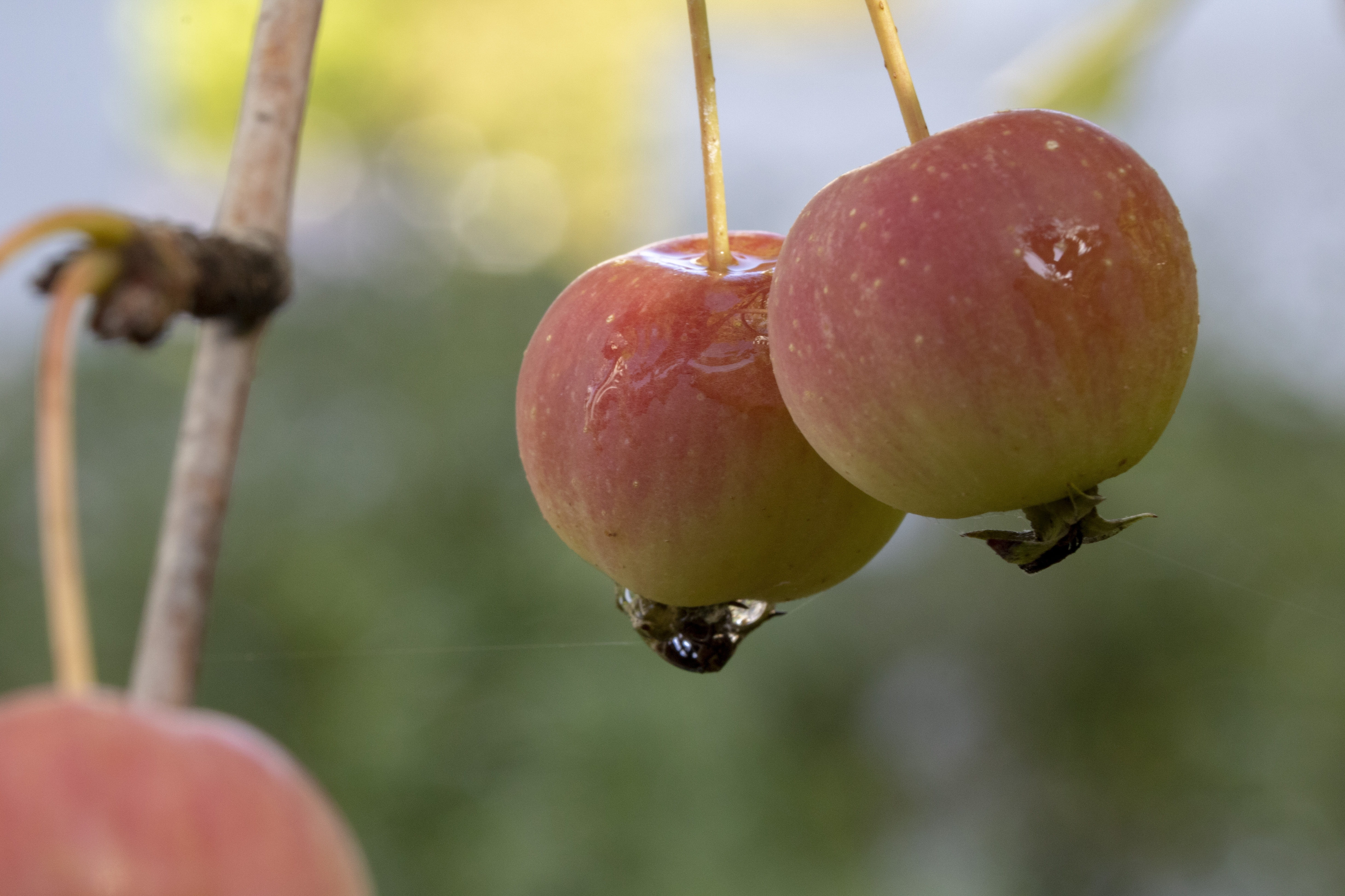 raindrop, 5K, growth, healthy eating, plant stem, no people, close-up, rain, day, tree, red, water, food, results, macro, wood, apple, outdoors, garden, HD Wallpaper