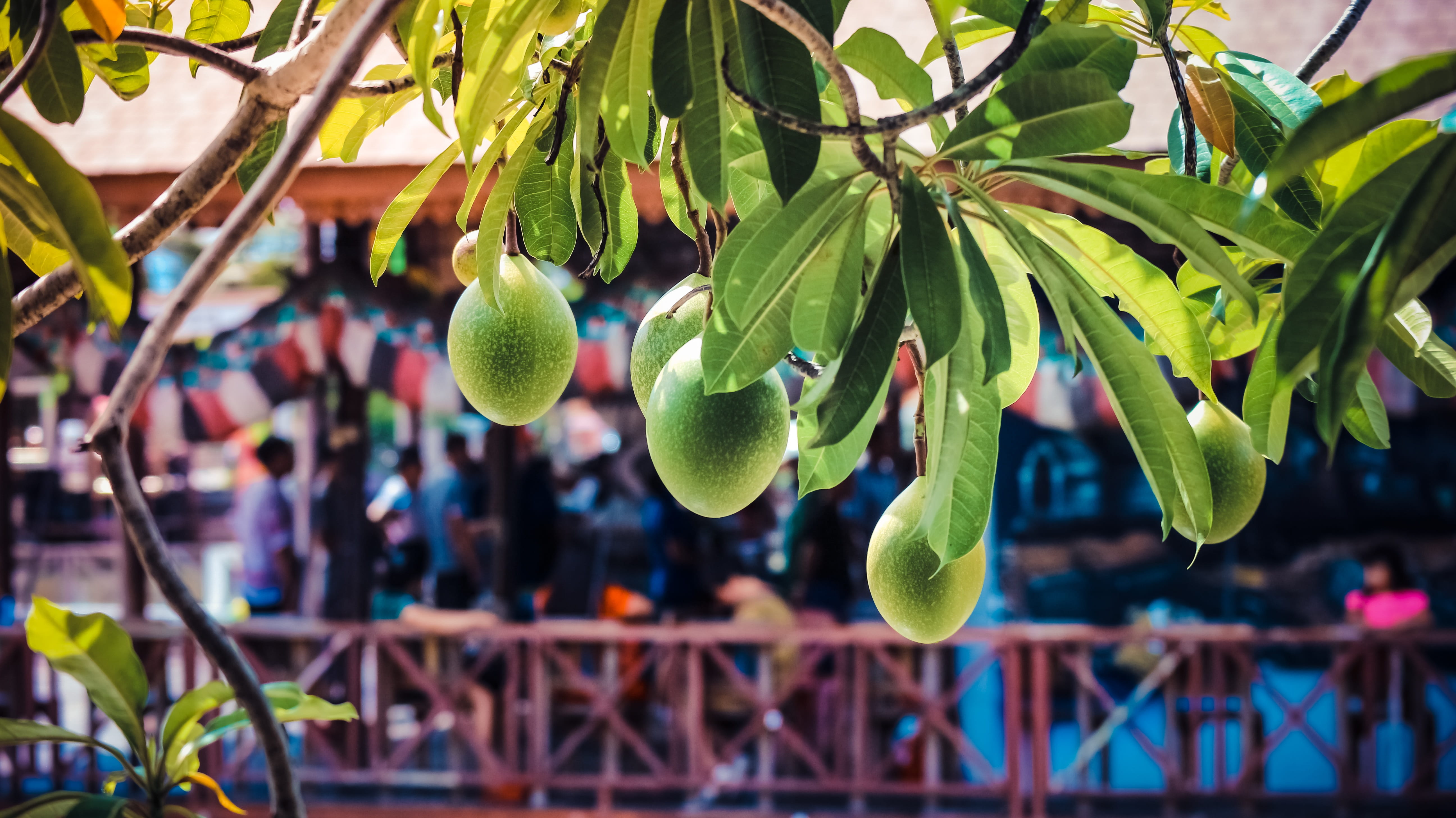 results, day, wellbeing, fruit, no people, fruits, food and drink, plant part, growth, beauty in nature, food, nature, freshness, plant, scenery, tree, HD Wallpaper
