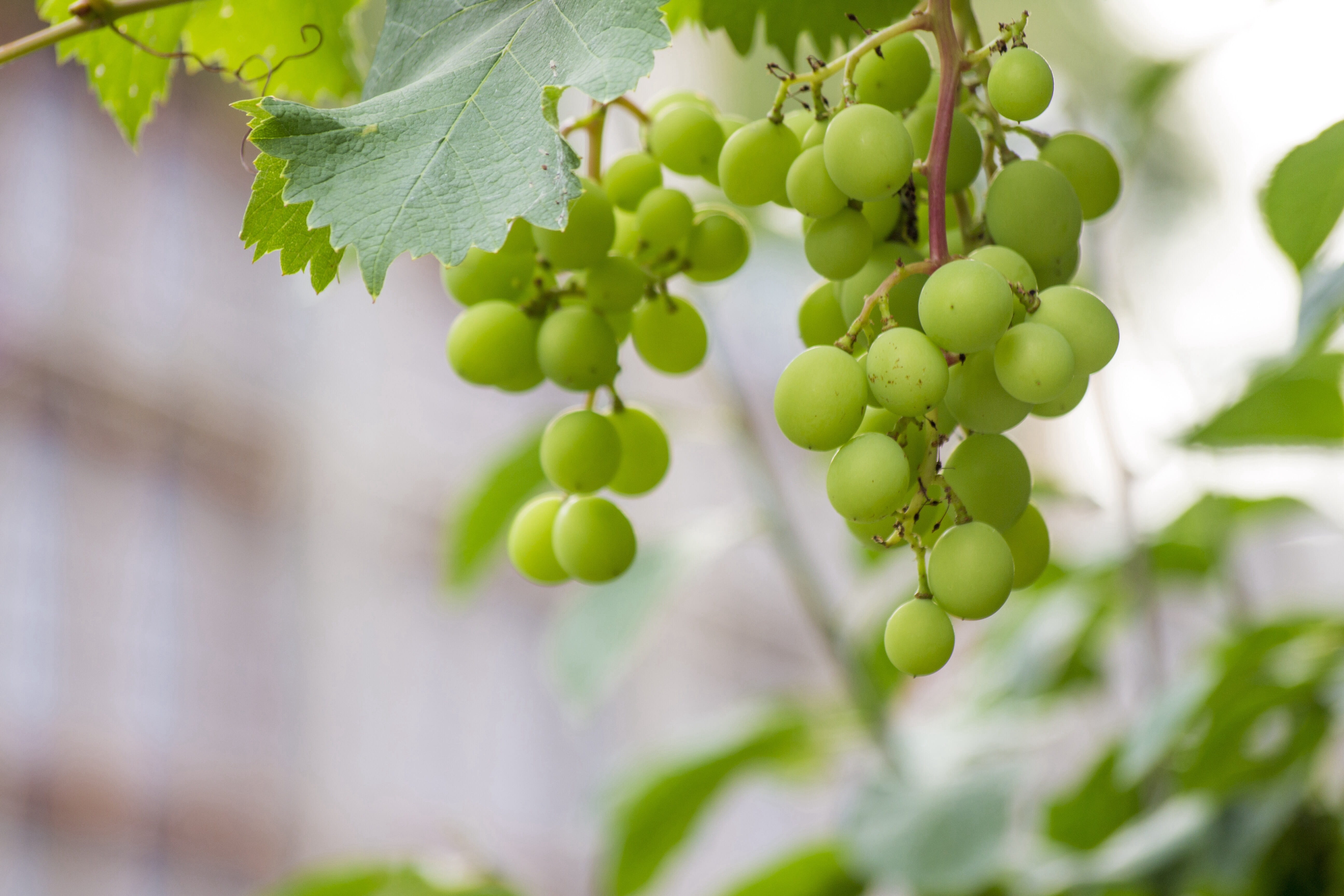 tree, vineyard, beautiful, fruit, plant, leaf, green, healthy eating, ripe, food, gain, winemaking, growth, no people, tasty, close-up, green color, result, HD Wallpaper