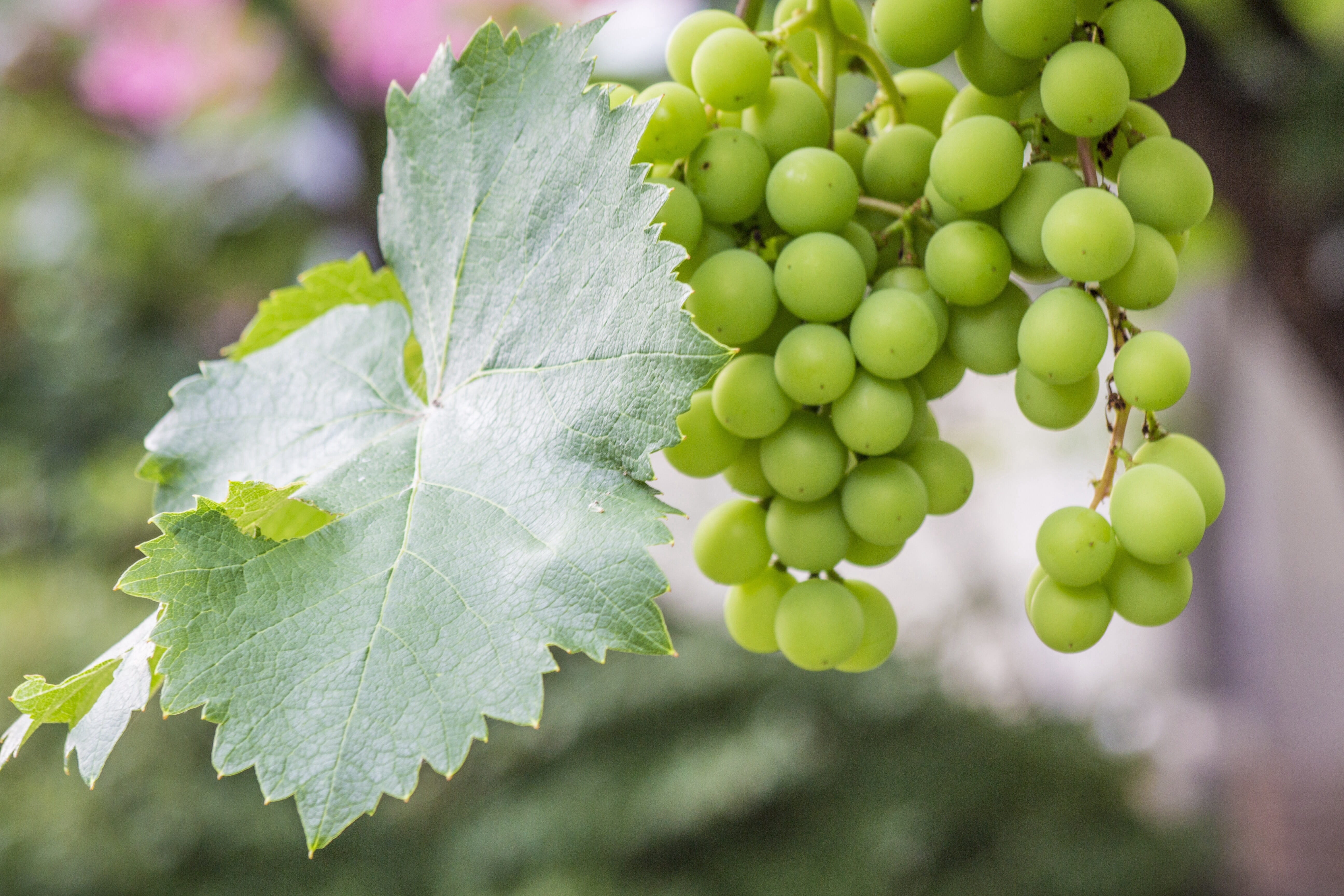 plant, Grape, bunch, healthy eating, tasty, 5K, leaf, Gain, nature, focus on foreground, green color, plant part, vineyard, outdoors, beautiful, day, ripe, HD Wallpaper