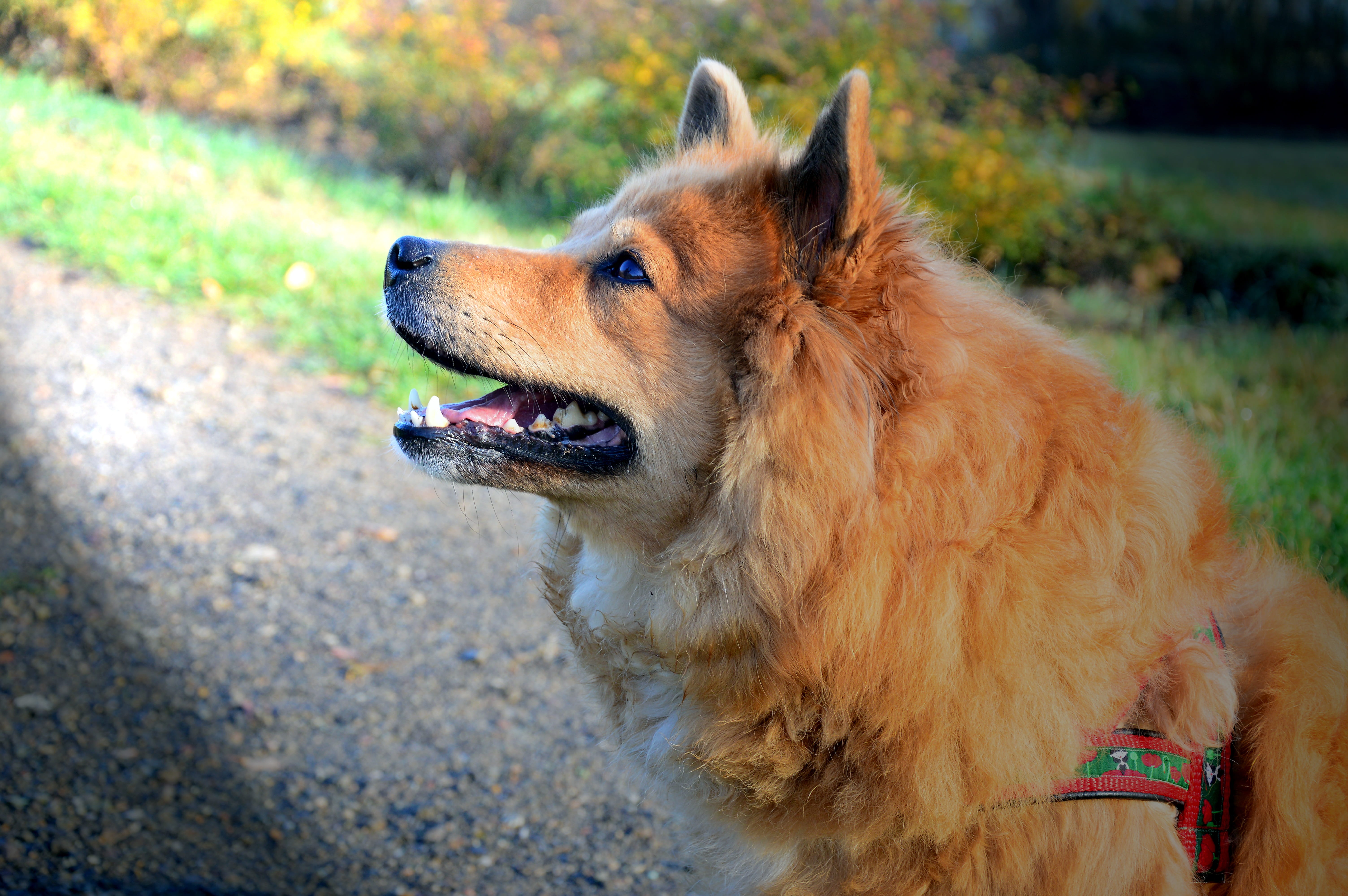 vertebrate, canine, looking, view, purebred dog, domestic, no people, domestic animals, animal mouth, pets, pet, loyalty, mammal, day, panting, profile view, HD Wallpaper