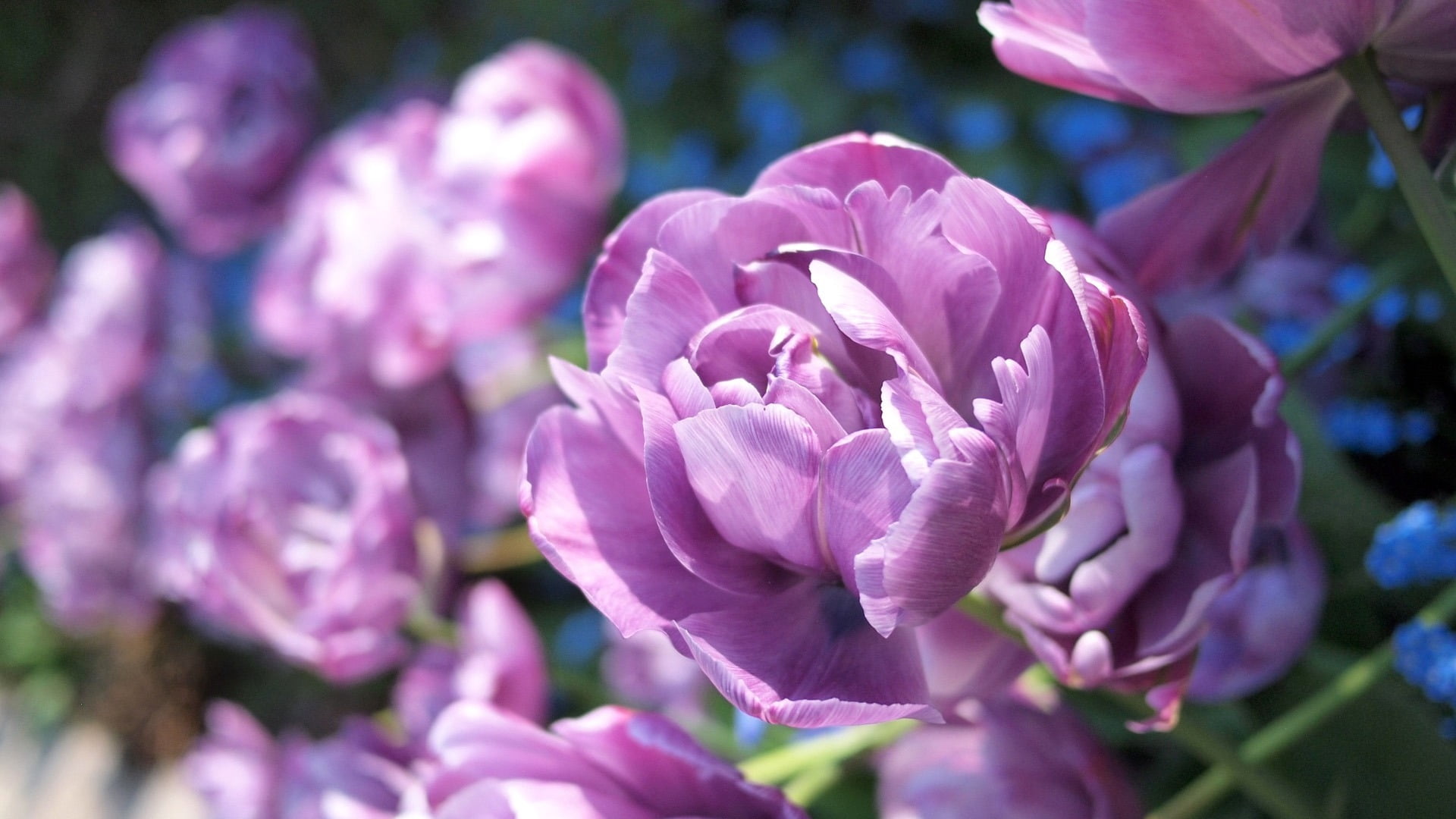 beauty in nature, freshness, nature, petal, flowering plant, plant, 1080P, purple, petals, flowers, growth, flowerbed, close-up, budget, flower, inflorescence, HD Wallpaper