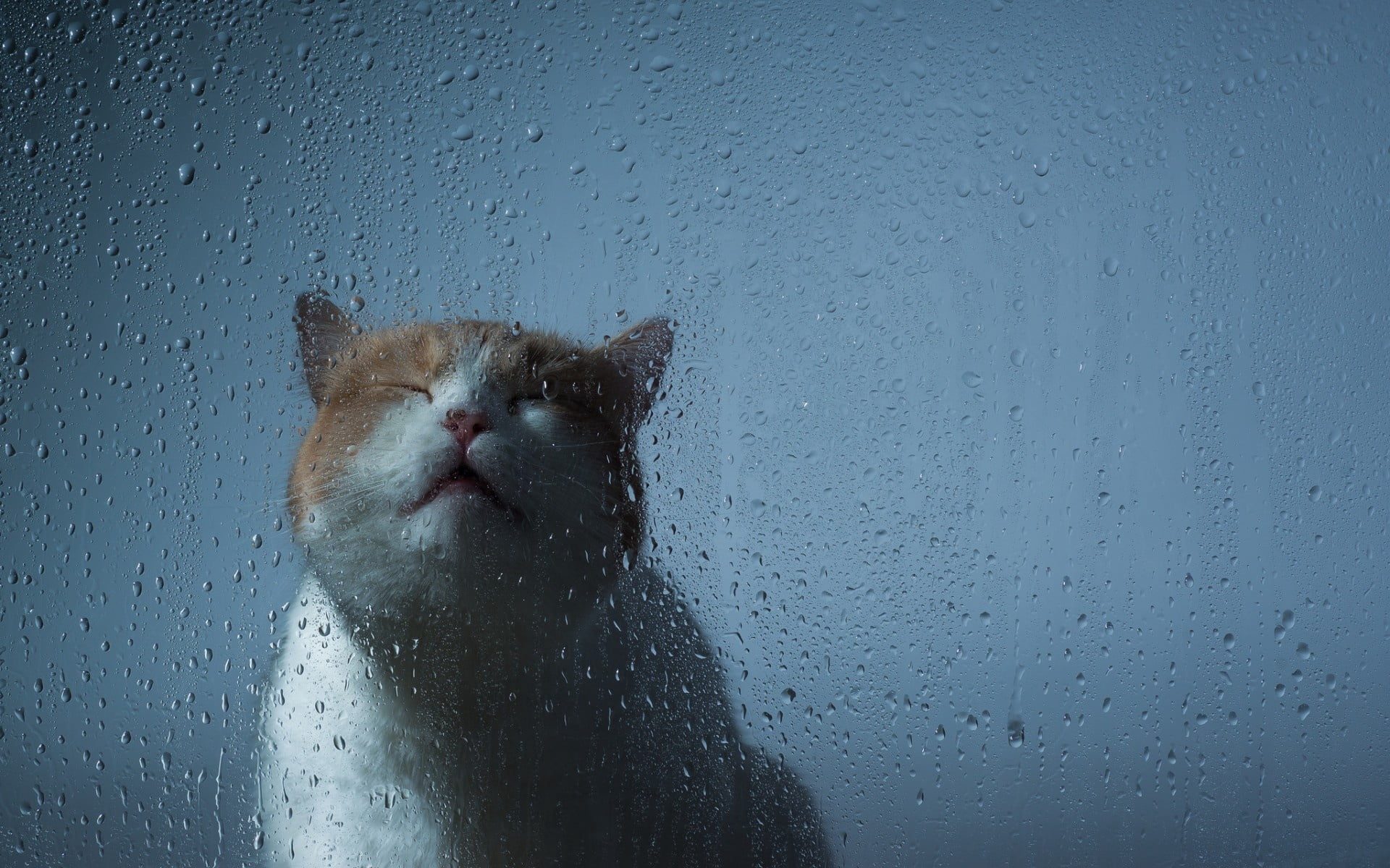 blue, close-up, gray, cat, glass - Material, backgrounds, animal Eye, orange, one animal, white, wet, domestic Animals, animal themes, indoors, weather, HD Wallpaper