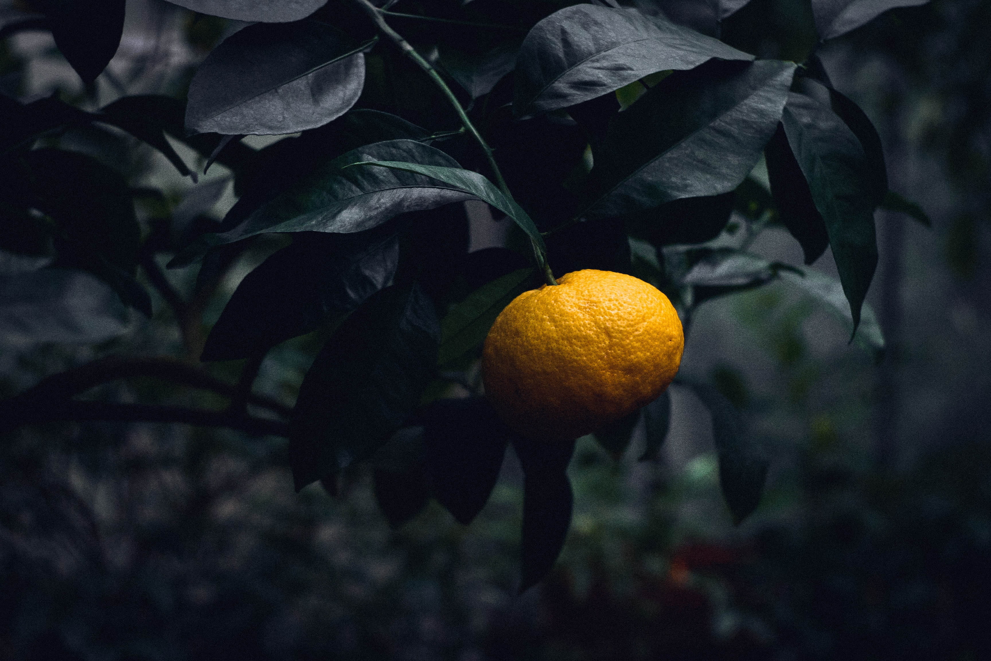 closeup, living nature, fruit tree, food, focus on foreground, 2K, organic, ripe, grass, orange - Fruit, bush, close-up, food and drink, tree, flowers, HD Wallpaper