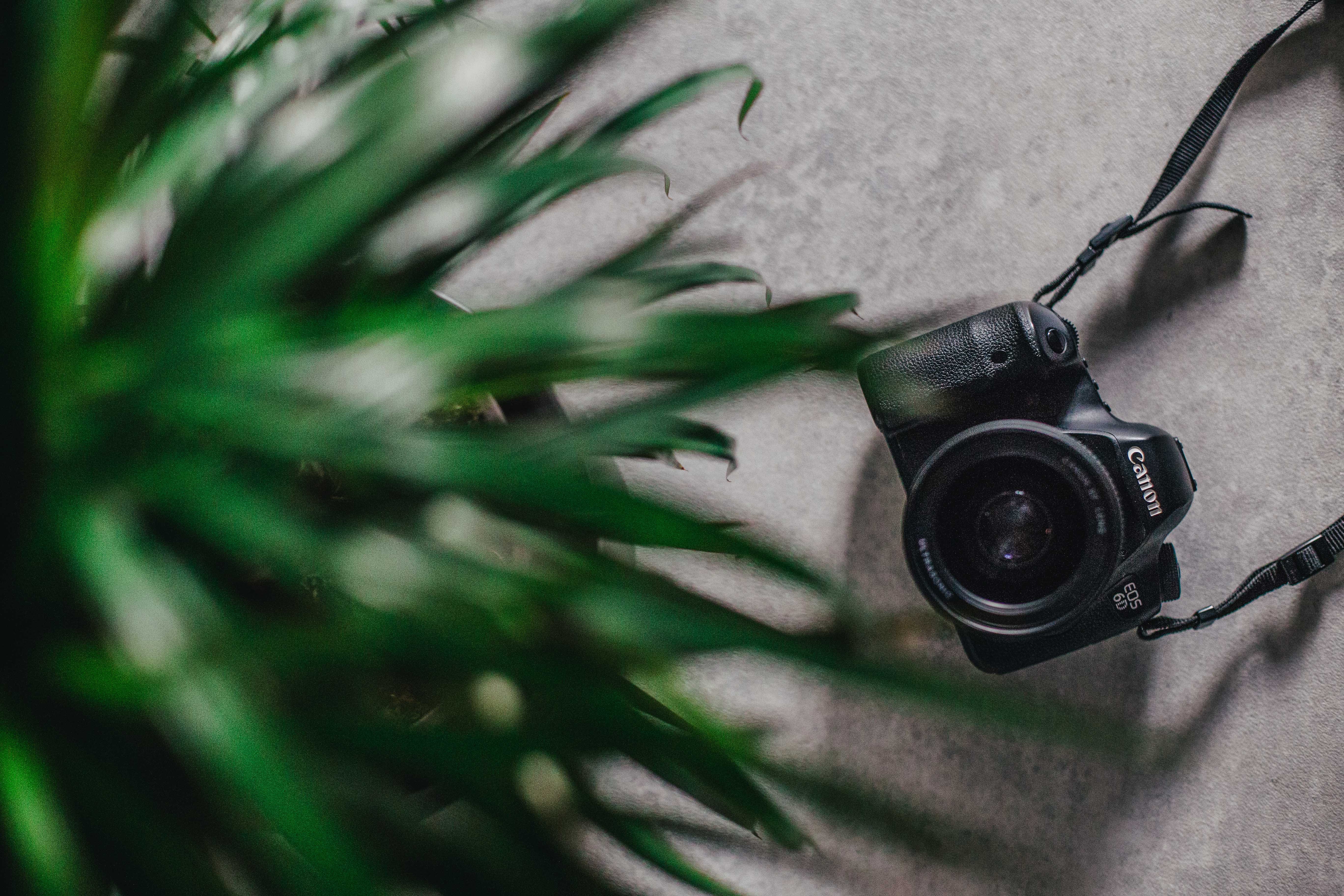 photographer, food, electronics, camera - photographic equipment, canon, black, arts culture and entertainment, camera lens, nature, flower, floor, no people, HD Wallpaper