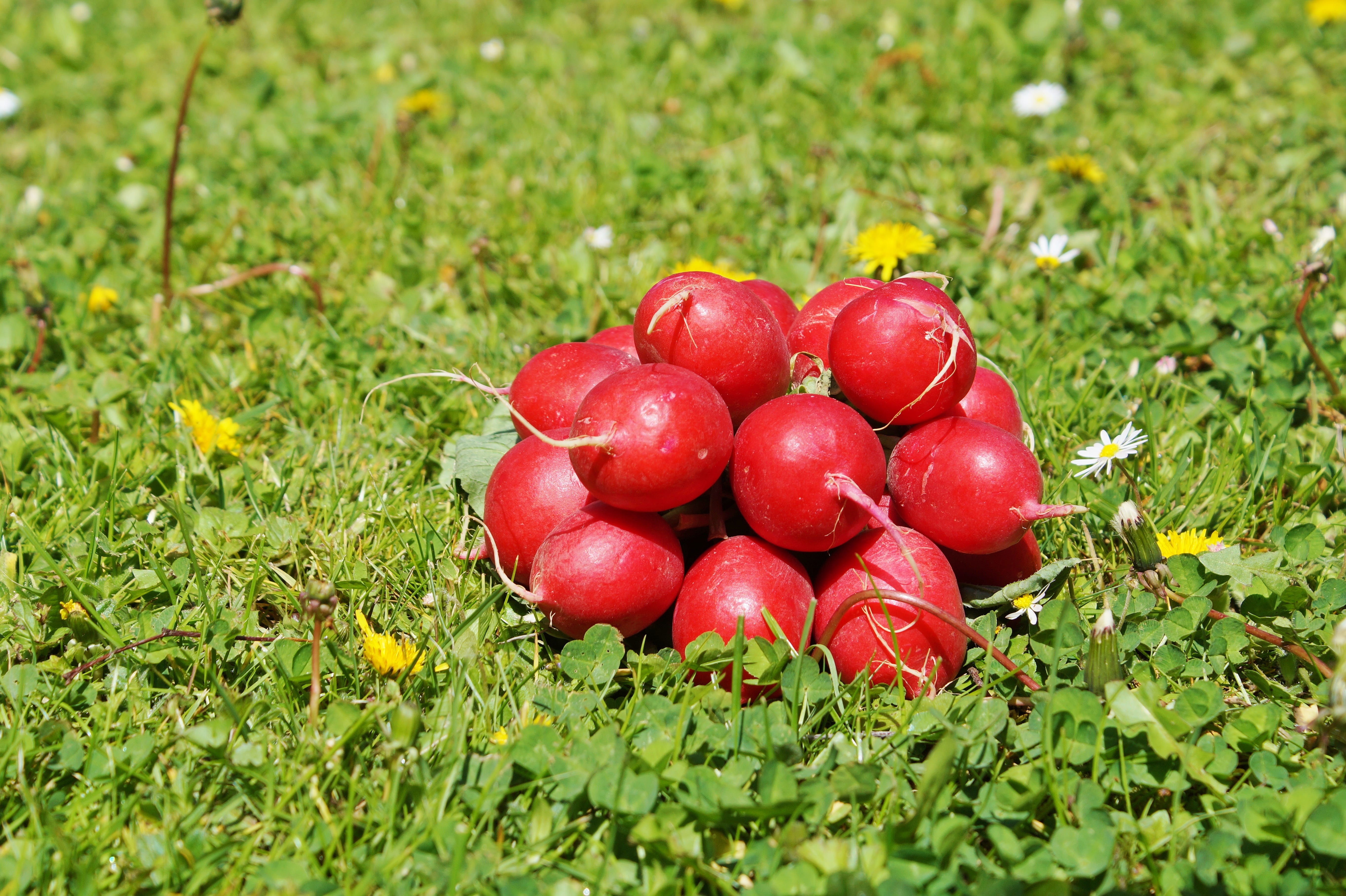 vitamins, land, food and drink, red, 5K, freshness, nature, season, eat, field, Food, vegetable, organic, fruit, healthy Eating, autumn, plant, Vegetables, HD Wallpaper