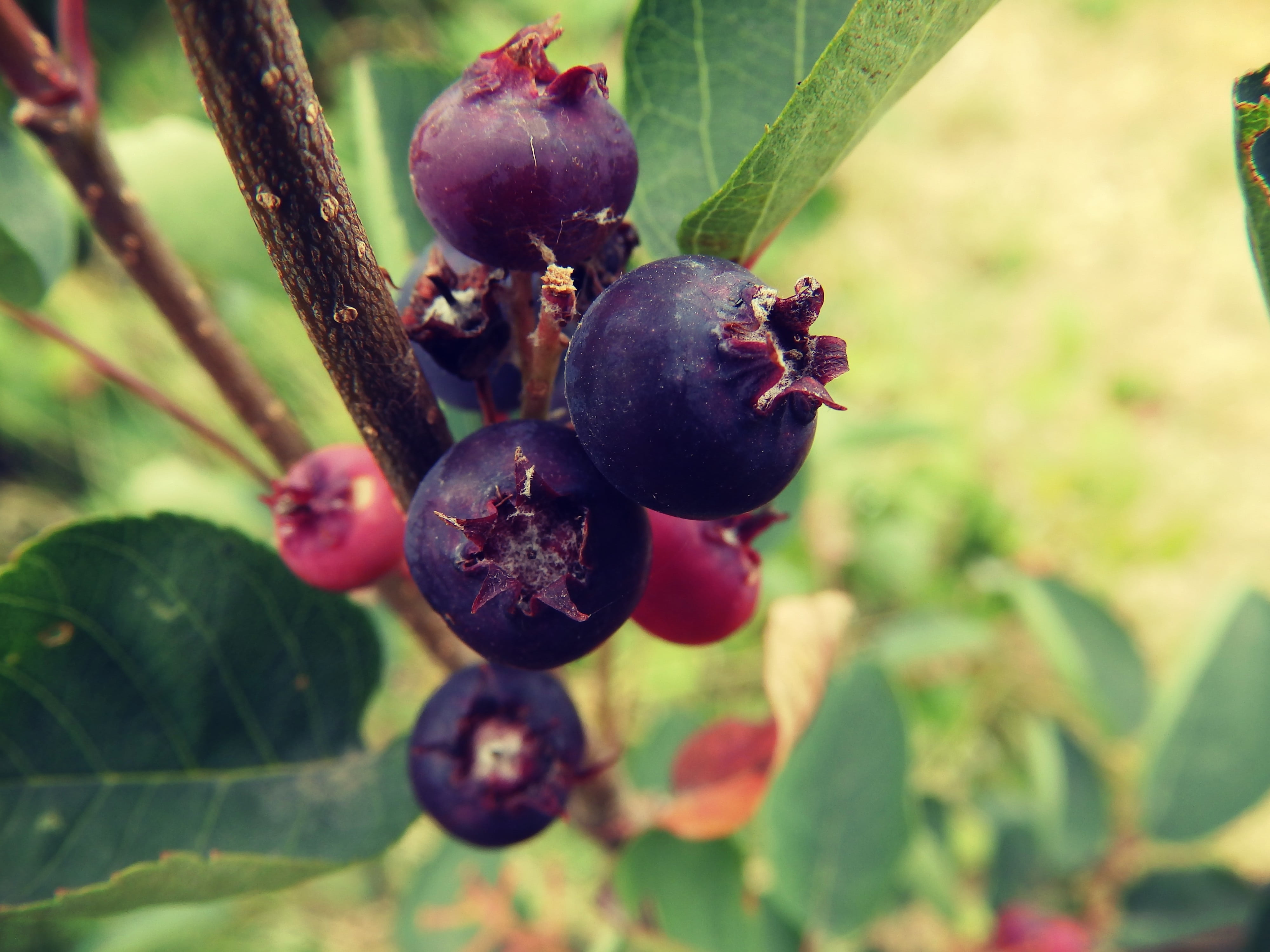 green, outdoors, leaf, fruit, summer, plant, growth, nature, grass, food and drink, macro, organic, tree, no people, berry fruit, vegetables, green color, HD Wallpaper