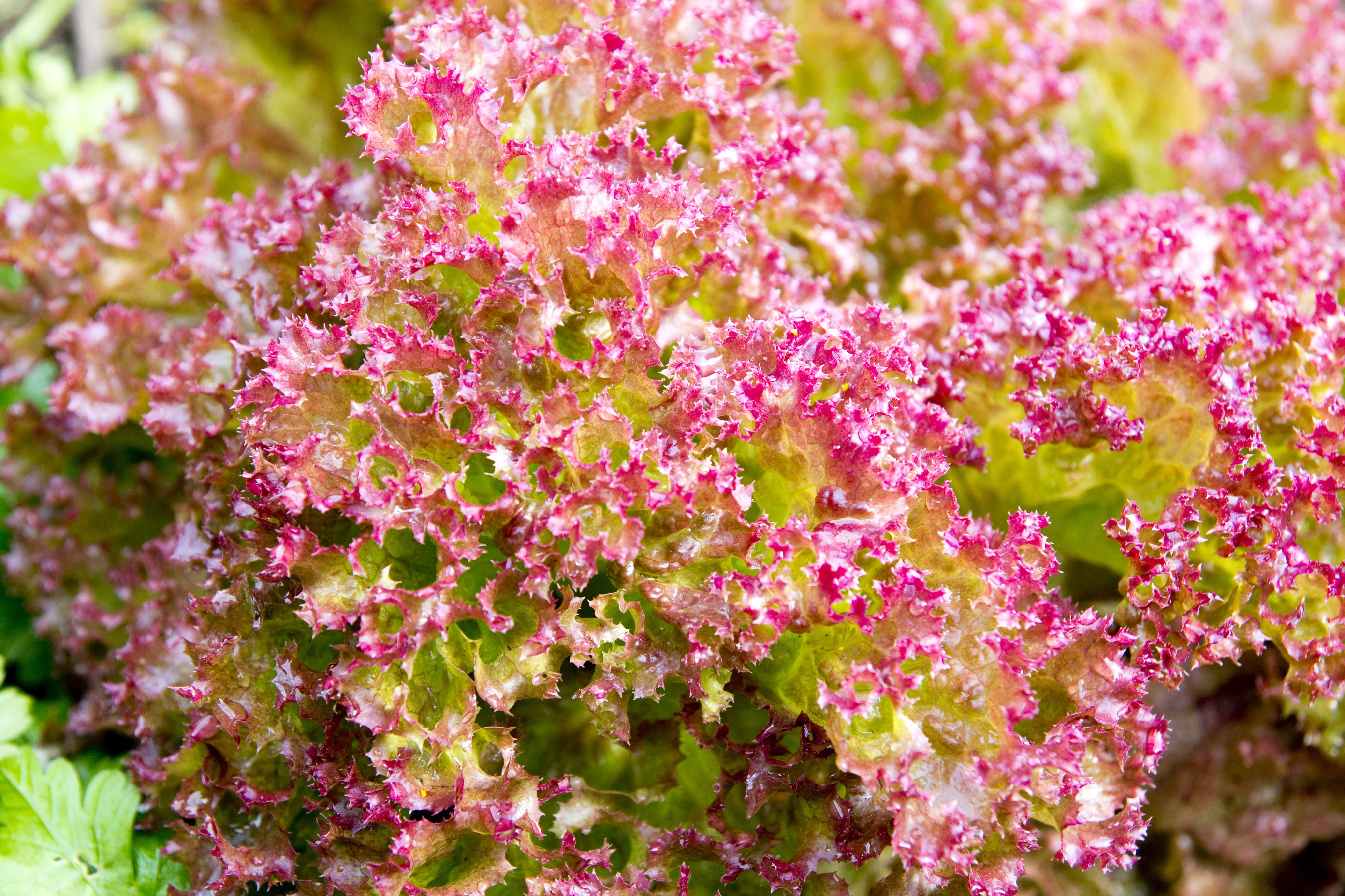 vegan, vegetarian, flowering plant, inflorescence, growth, red, film, bio, leaf, agriculture, lettuce, outdoor, beauty in nature, selective focus, fruit, HD Wallpaper