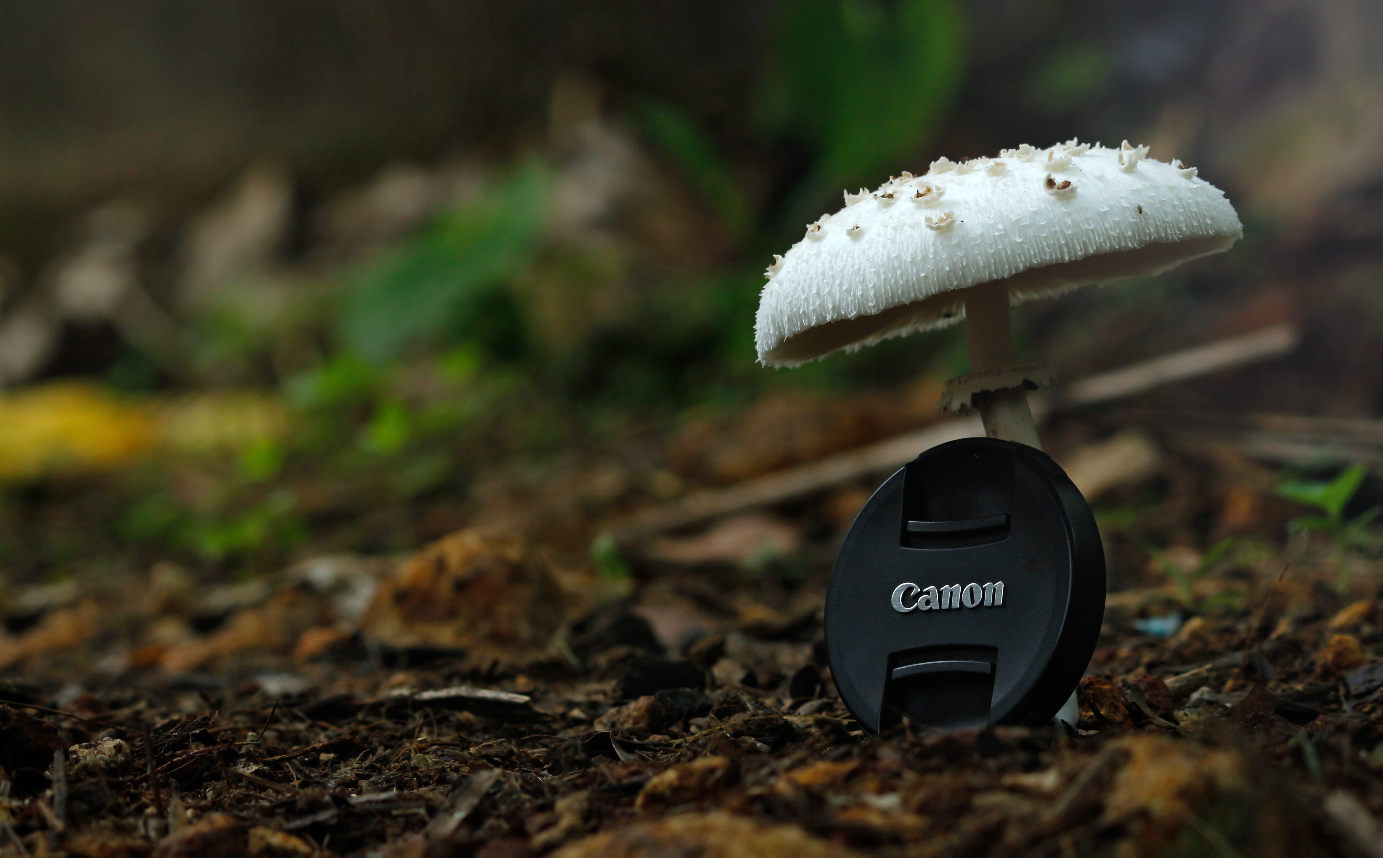 selective focus, little, vitamin, communication, forest, surface level, 4K, tree, land, freshness, zoom, no people, white mushroom, lens cap, healthy, HD Wallpaper