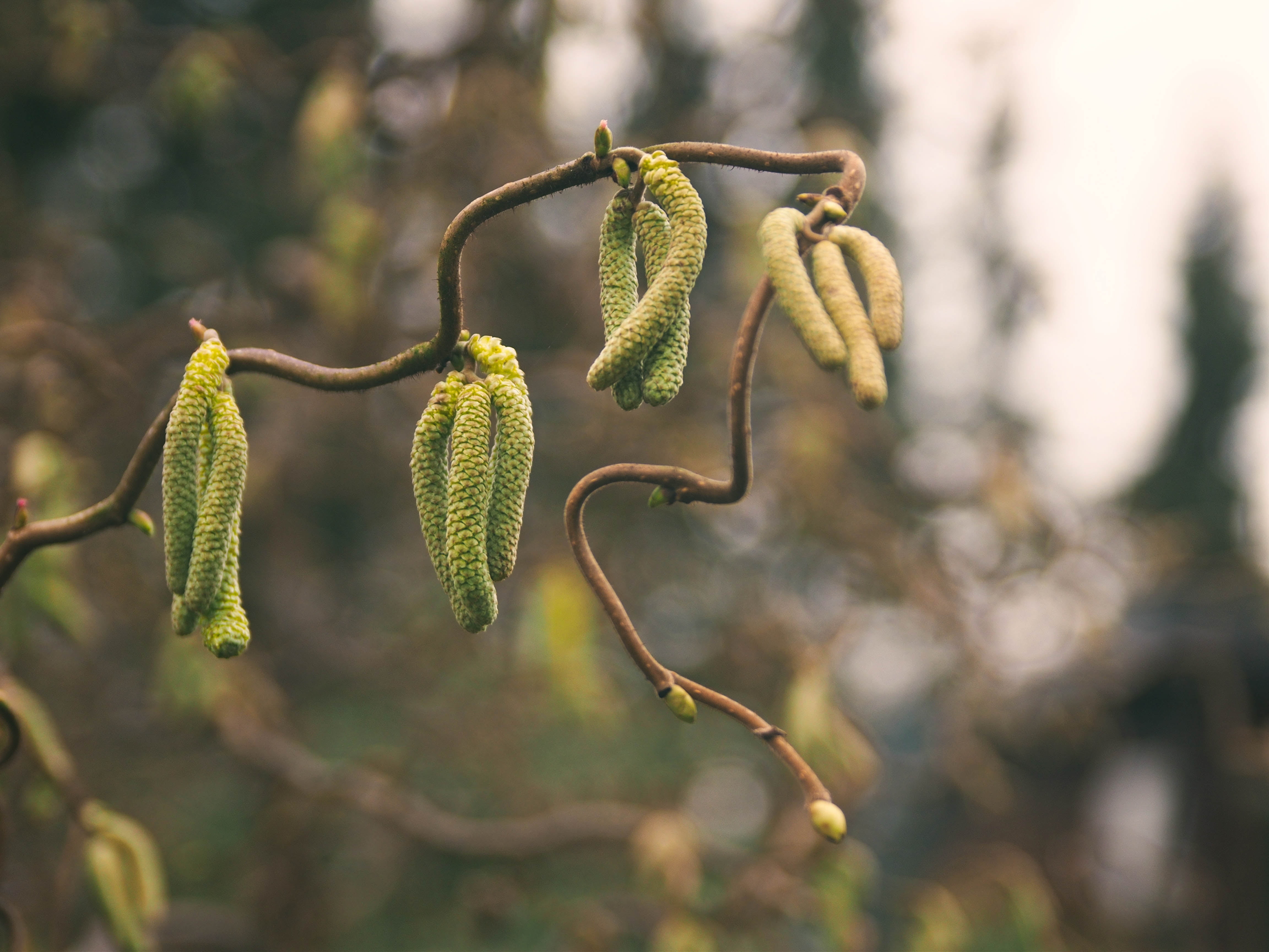 selective focus, agriculture, organic, Olympus, green Color, Bokeh, digital  camera, food, Nature, freshness, vegetable, tree branch, branch, E-P5, SIGMA, HD Wallpaper