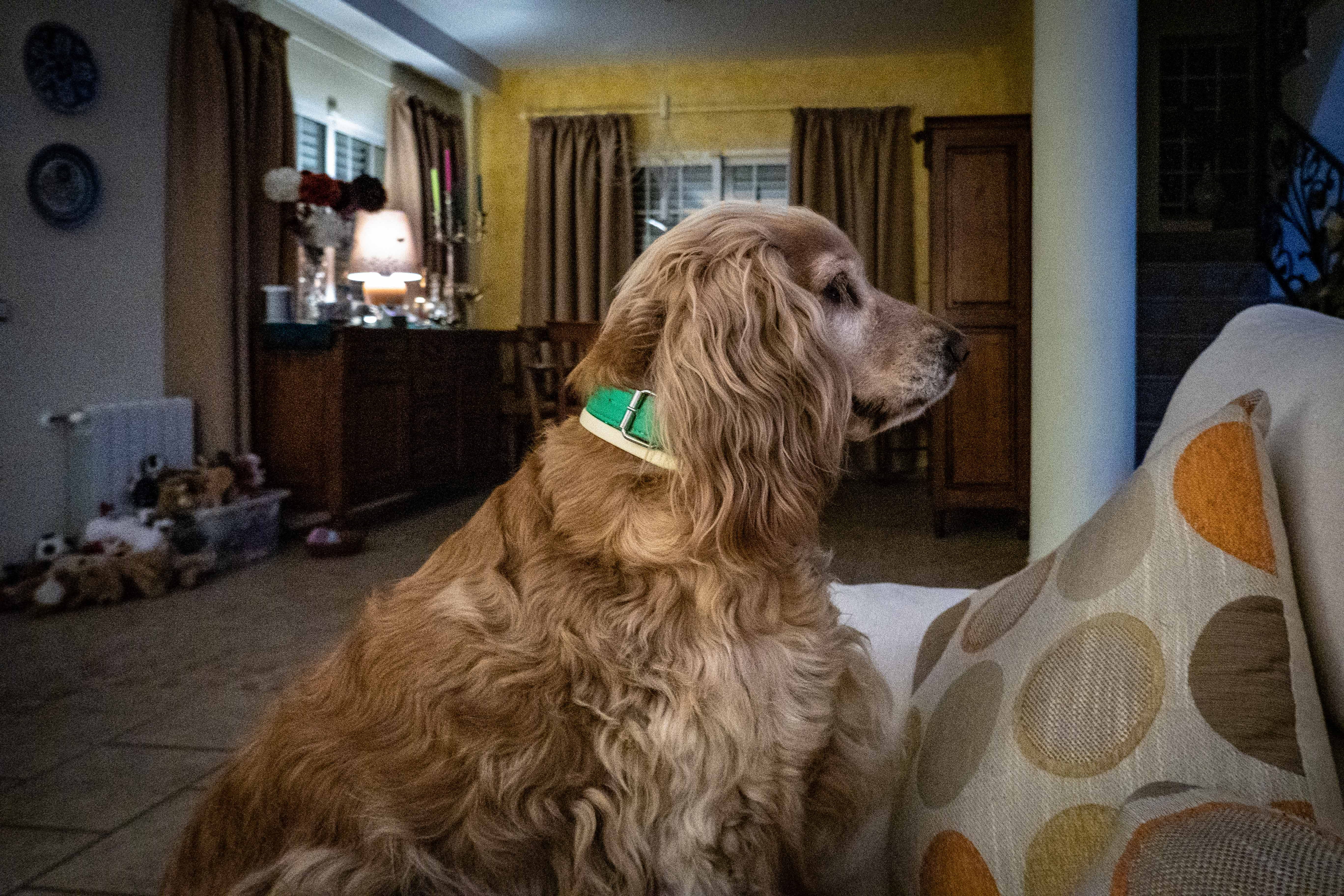 animal hair, animal, house, domestic, 5K, mammal, furniture, domestic animals, looking, vertebrate, looking away, dog, indoors, sitting, home interior, HD Wallpaper