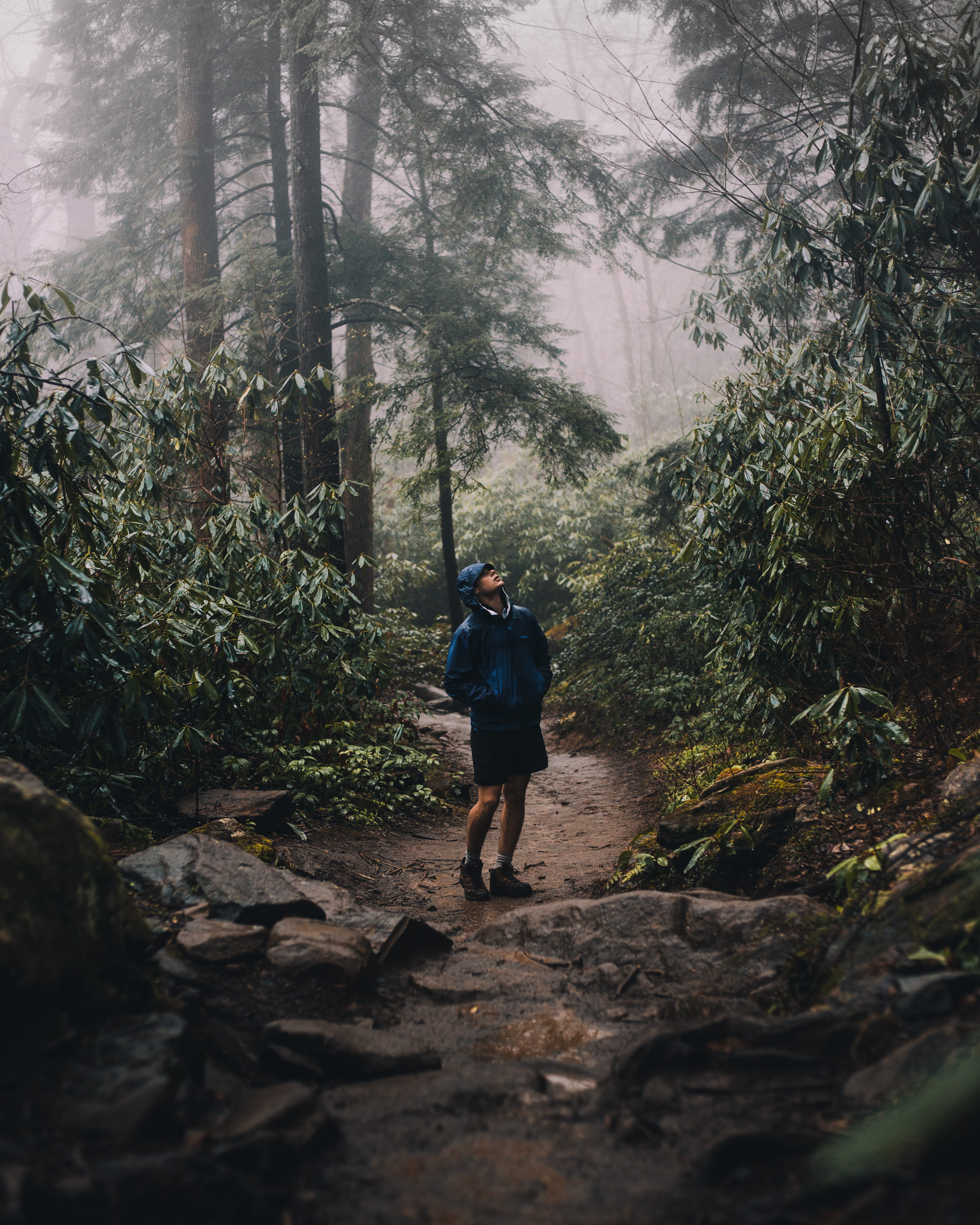 person, hiking, tree, woodland, nature, looking up, walking, looking, hiker, land, casual clothing, foggy, growth, young adult, outdoors, rainforest, fog, Phone HD Wallpaper