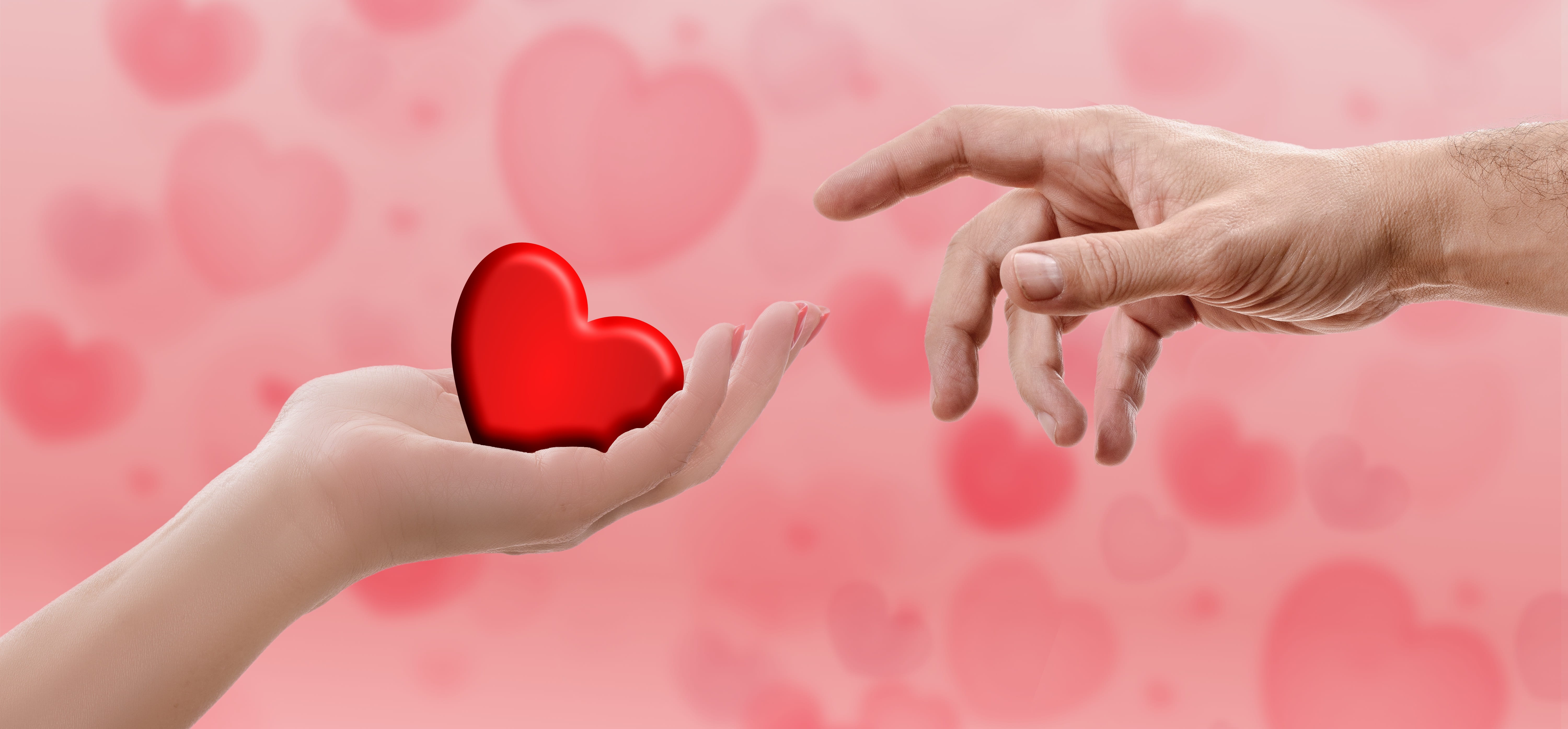 person, wedding day, pink background, positive emotion, banner, lovers, romance, valentines day - holiday, human limb, head image, give, heart, close-up, HD Wallpaper
