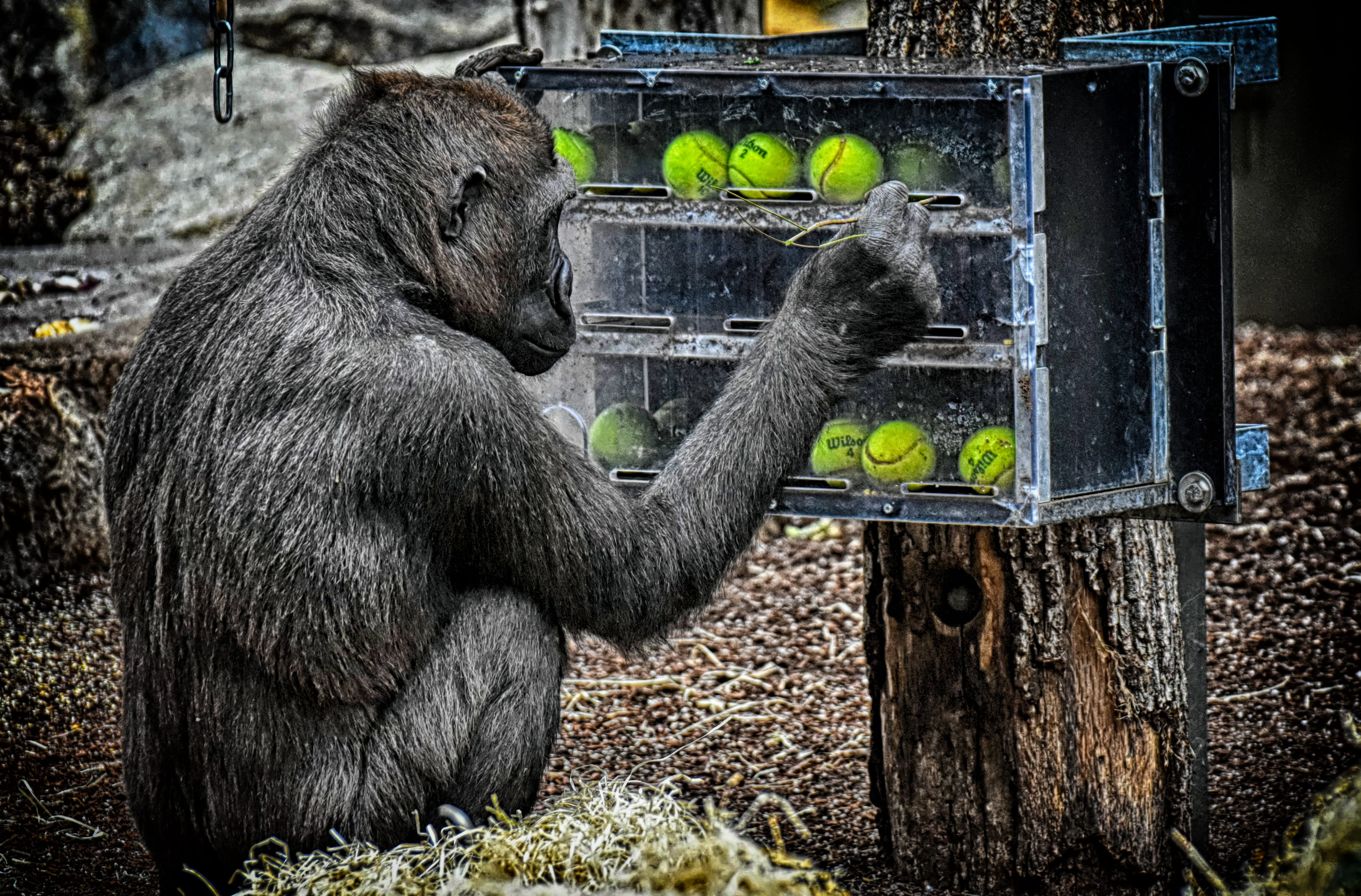 zoo, employment, vertebrate, animal themes, mammal, ape, 4K, day, eating, animals in the wild, tierpark hellabrunn, animal wildlife, no people, furry, HD Wallpaper