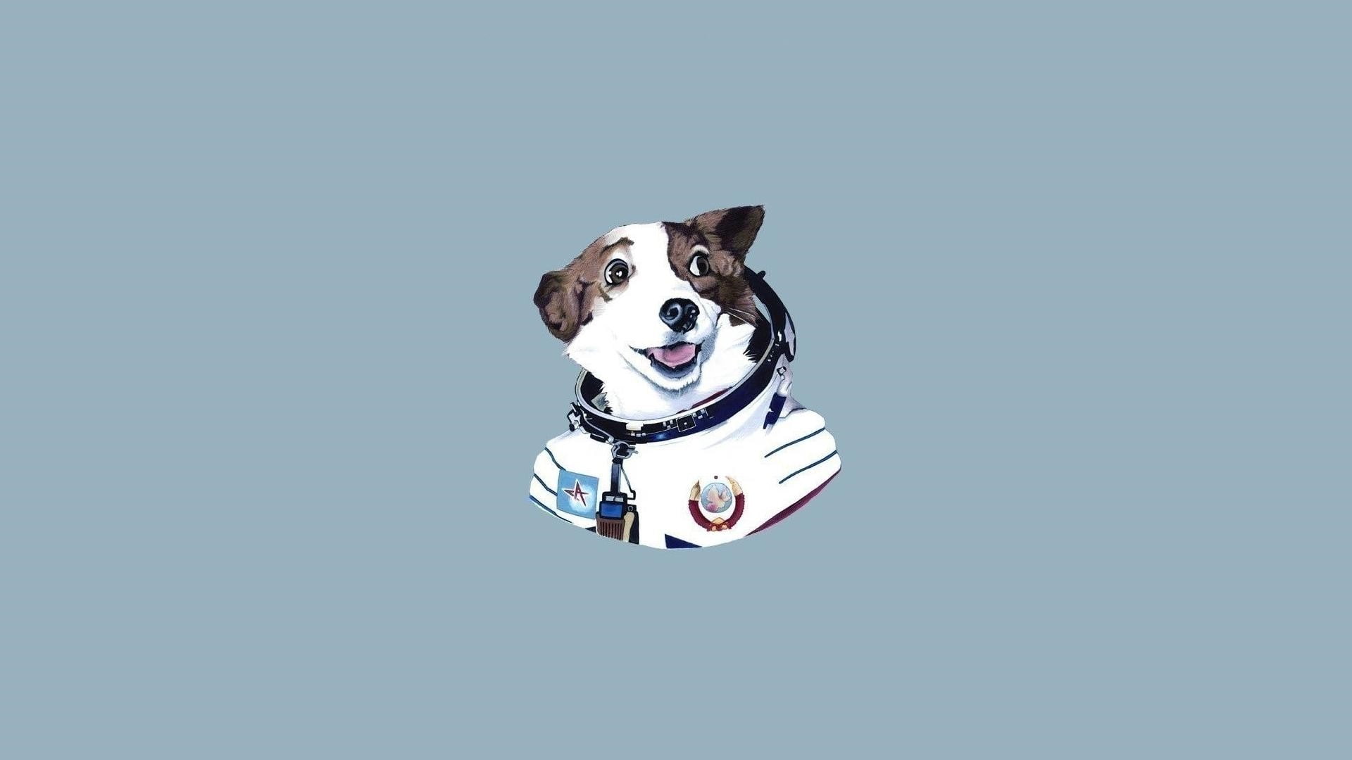 humor, dog, minimalism, studio shot, indoors, blue background, copy space, blue, domestic animals, pets, mammal, cut out, representation, domestic, animal, HD Wallpaper