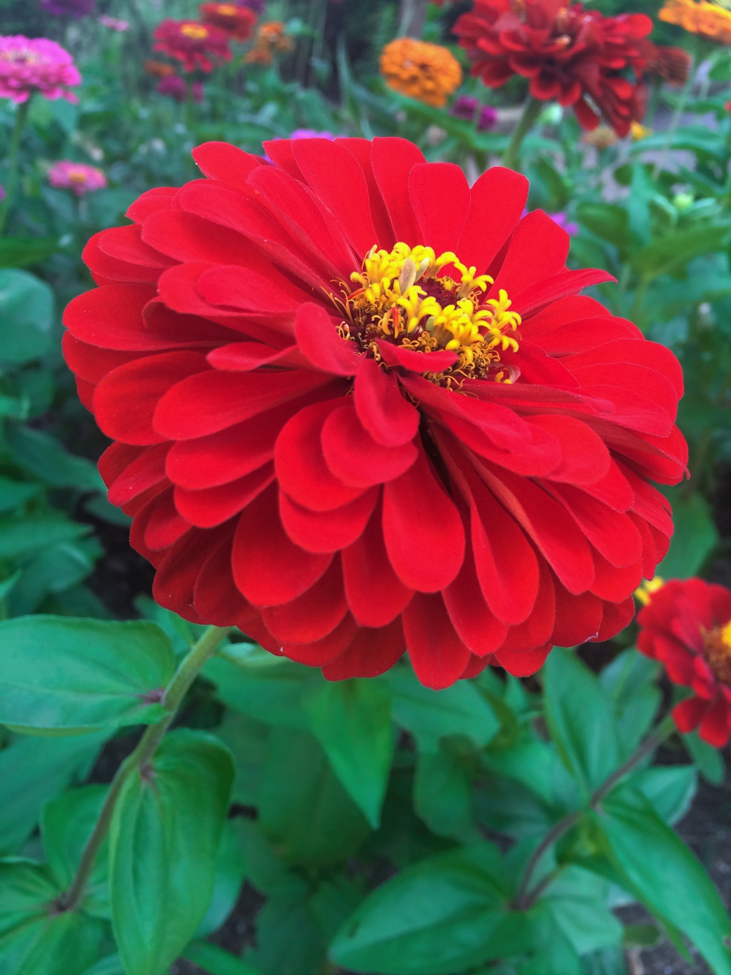 flowering plant, petal, park, flower, umikaze park, freshness, summer, flower head, leaf, inflorescence, growth, day, 2K, red, focus on foreground, plant, Phone HD Wallpaper