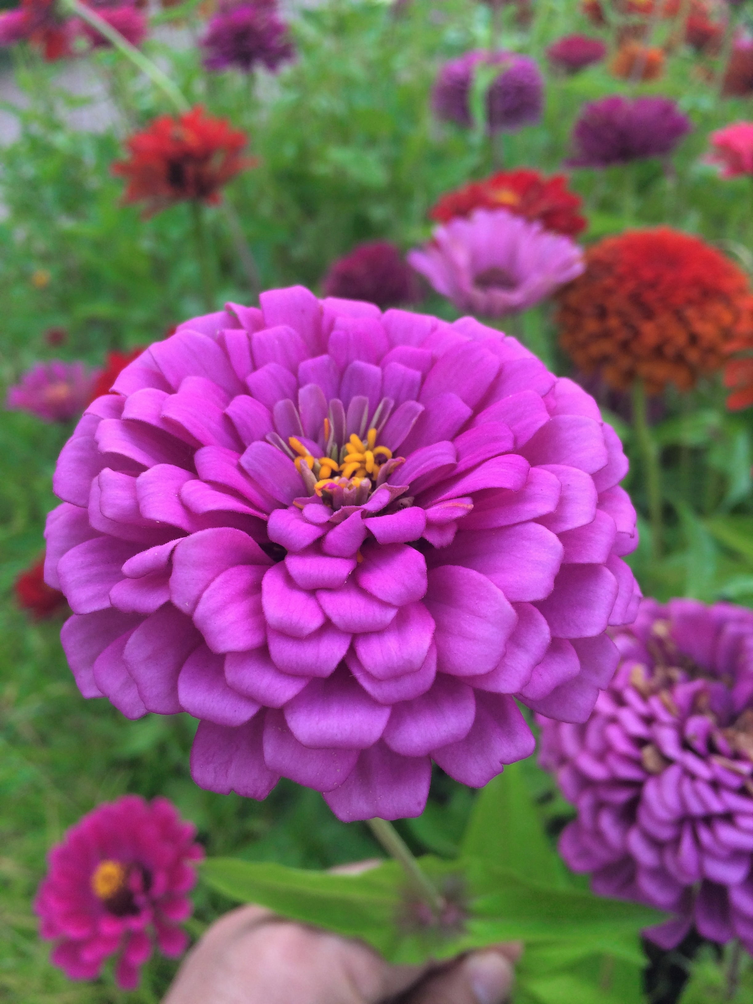 plant, summer, fragility, red purple, petal, japan, pollen, freshness, close-up, no people, pink color, purple, zinnia, yokosuka, growth, flower bed, nature, Phone HD Wallpaper