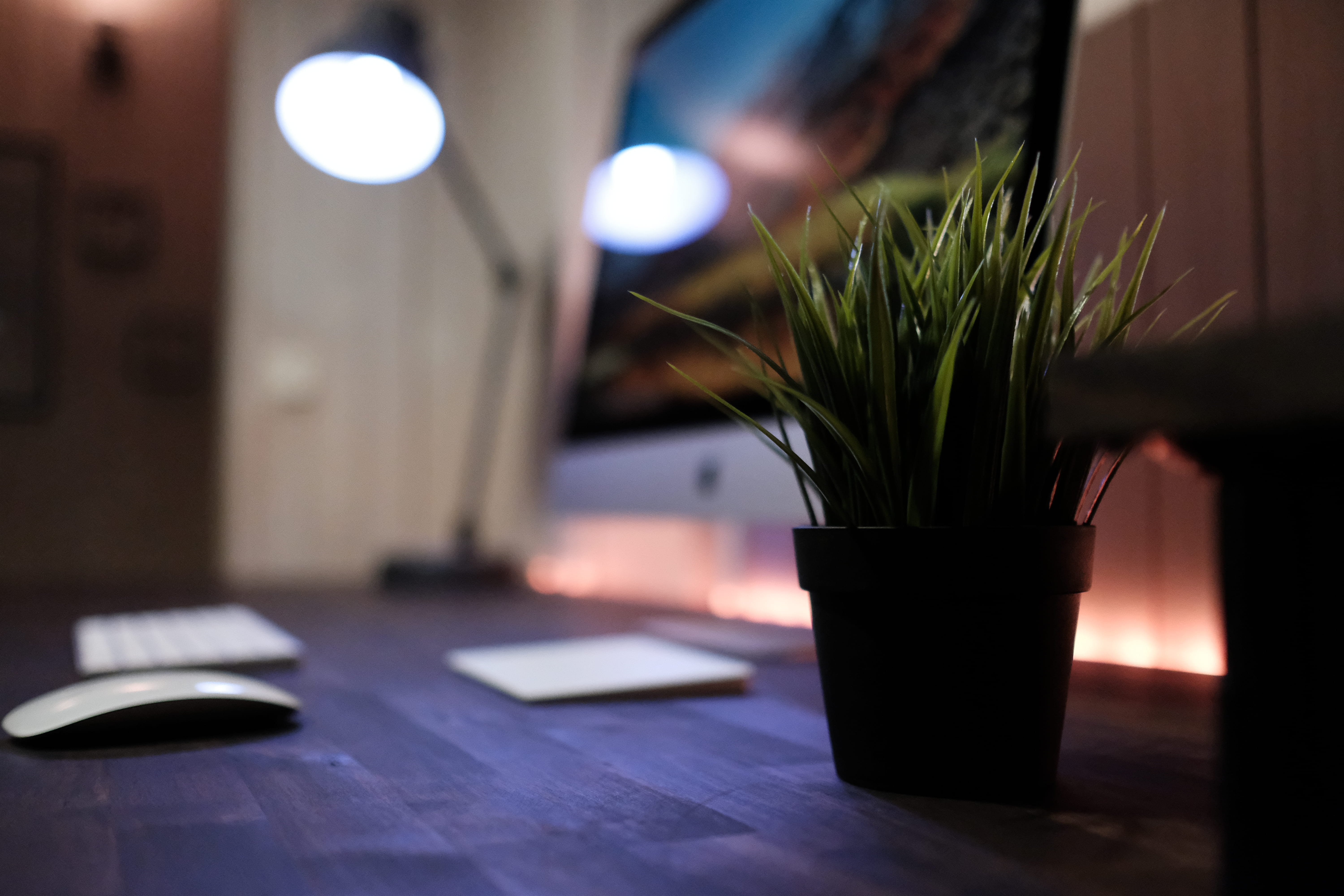 illuminated, architecture, no people, business, flower pot, flora, hardwood, close-up, pc, nature, logo, coffee table, leafed, selective focus, restaurant, HD Wallpaper
