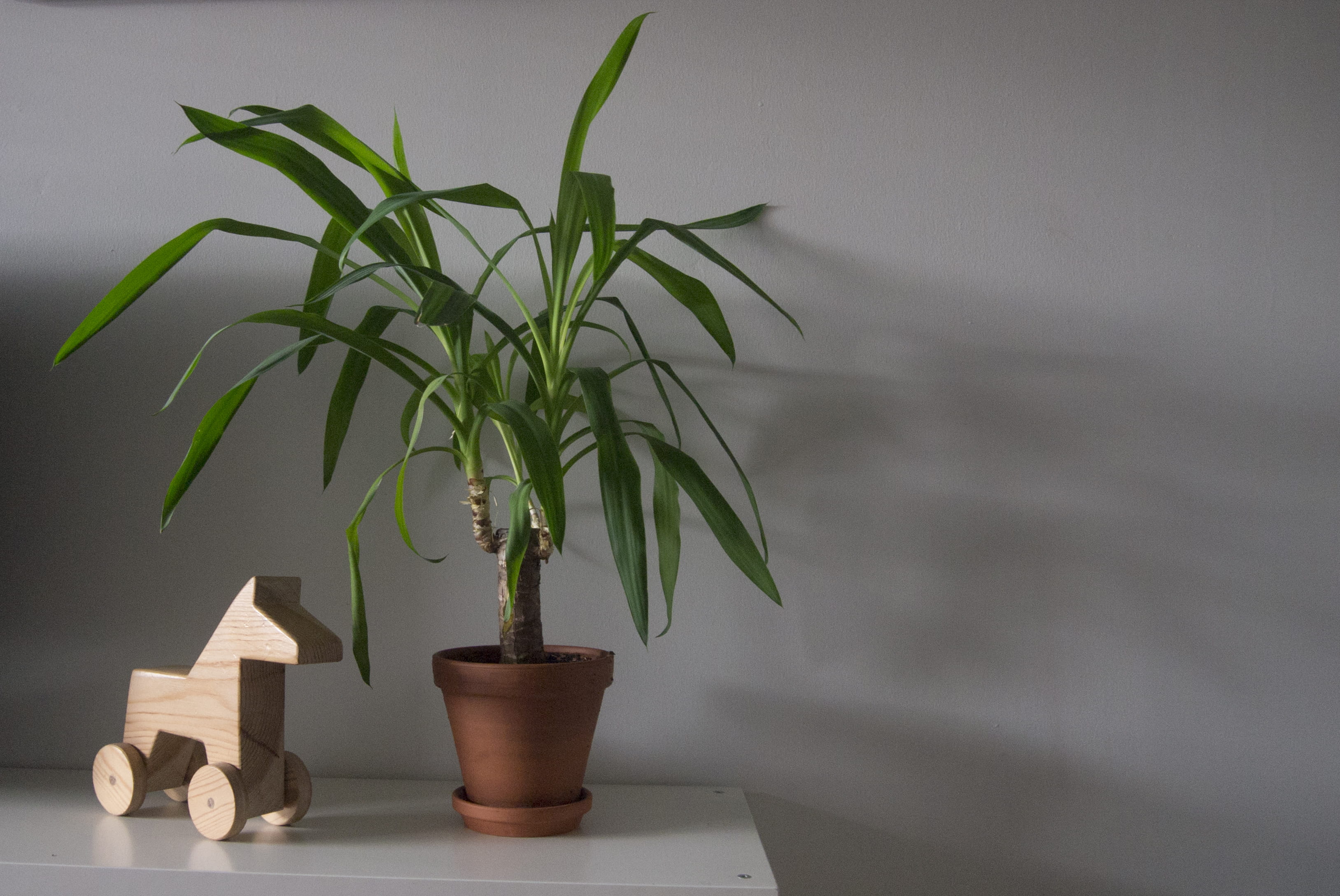 tree, vase, flower pot, nature, no people, small, corner, beauty in nature, tabletop, corn, indoors, plant part, furniture, plywood, wood, leaf, 2K, palm tree, HD Wallpaper