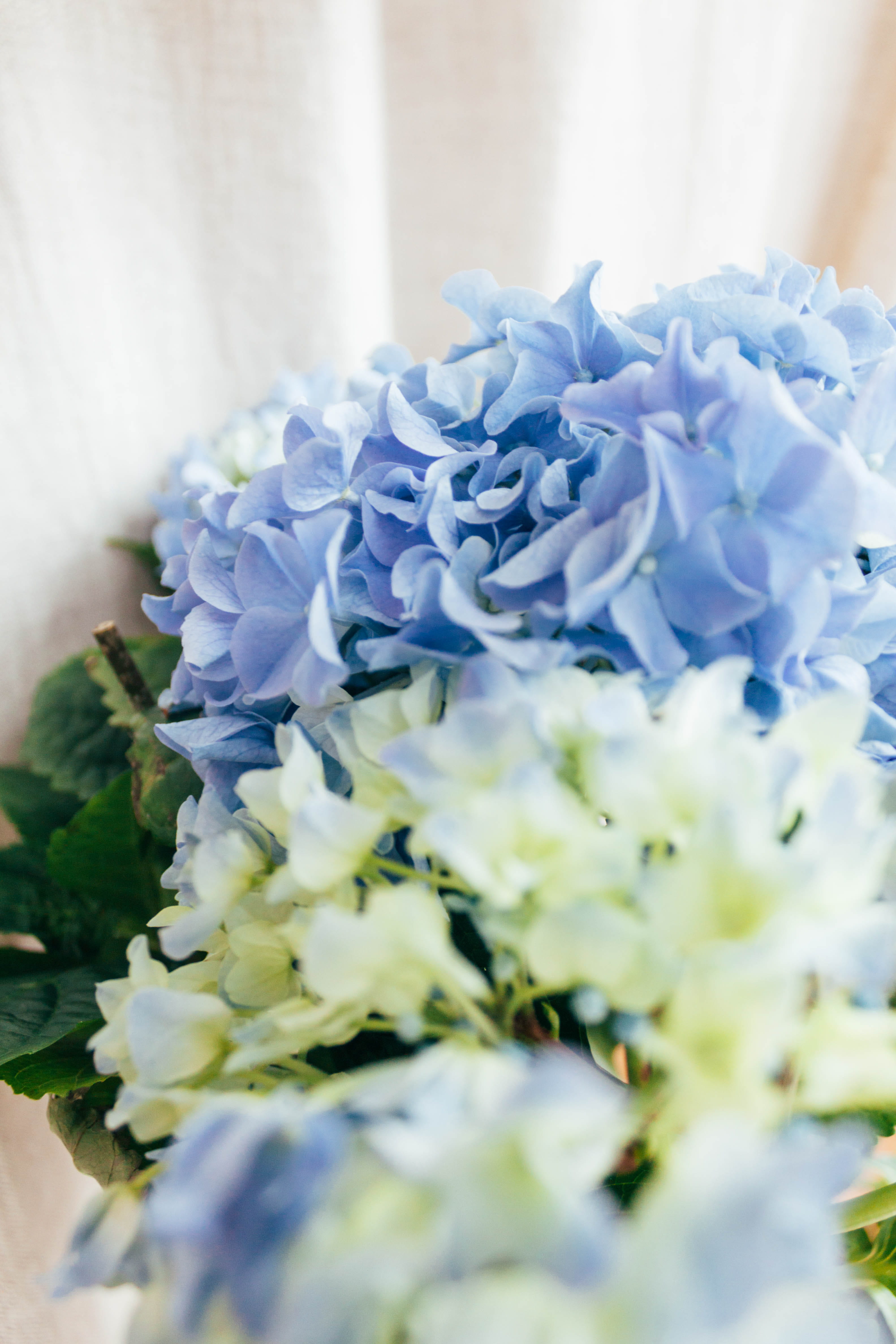 close, flower head, blue, geranium, fragility, inflorescence, indoors, day, plant, flower bouquet, tulip, bunch of flowers, photography, art, purple, flowers, Phone HD Wallpaper