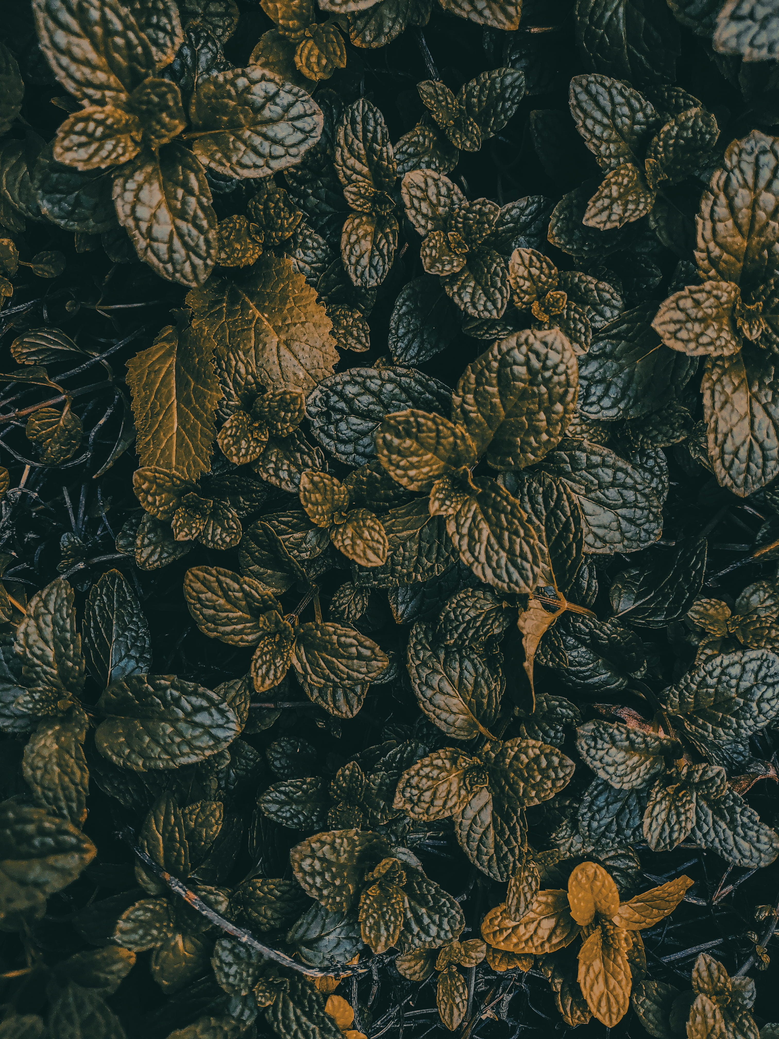 still life, full frame, green, produce, wellbeing, photography, backgrounds, tree, accessories, tie, paisley, selective, food, healthy eating, pattern, Phone HD Wallpaper