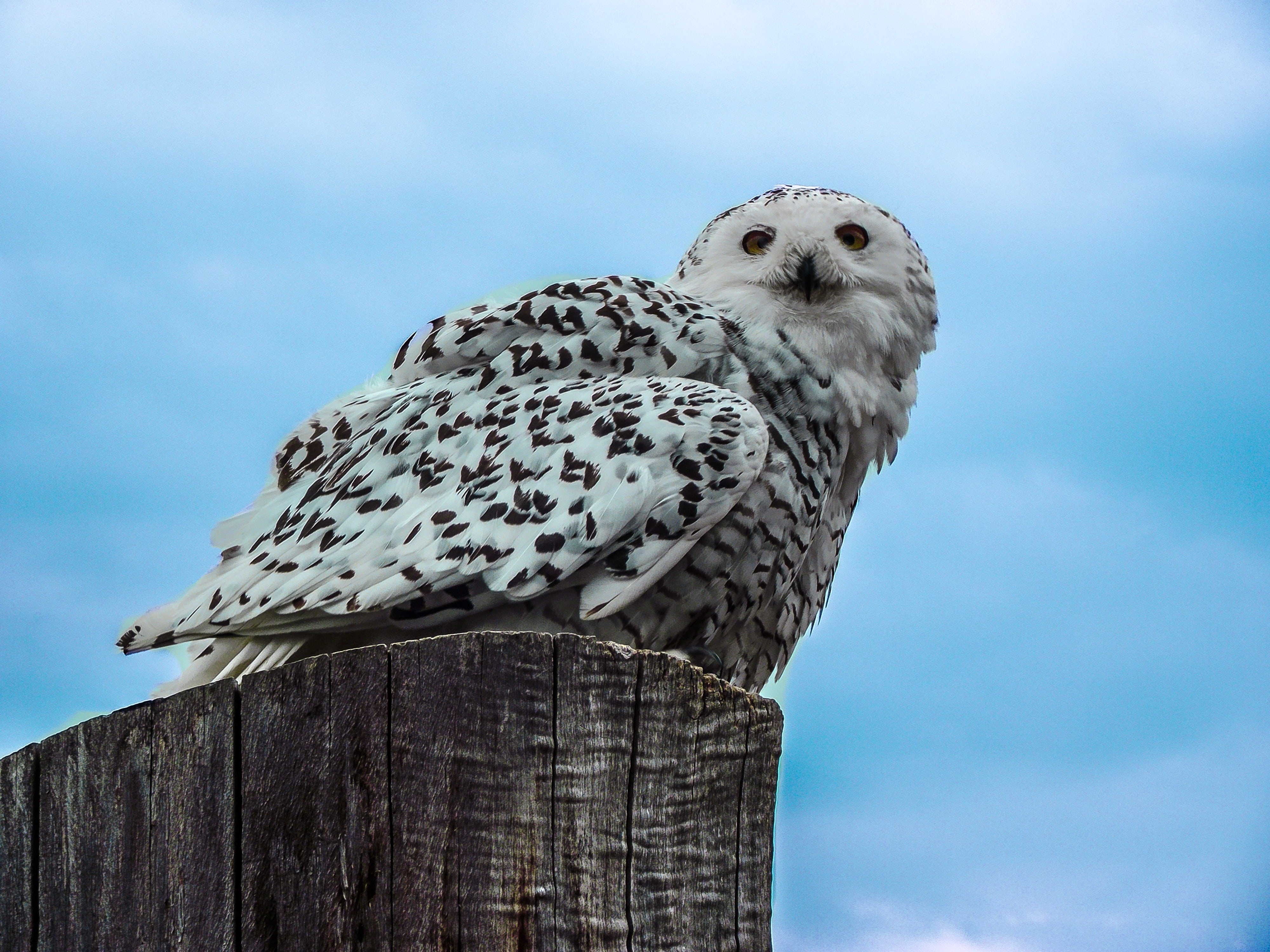 white, wood - material, nature, one animal, look, vertebrate, bird, eyes, sit, eurasian eagle european owl, outdoors, perching, black and white, animals in the wild, HD Wallpaper