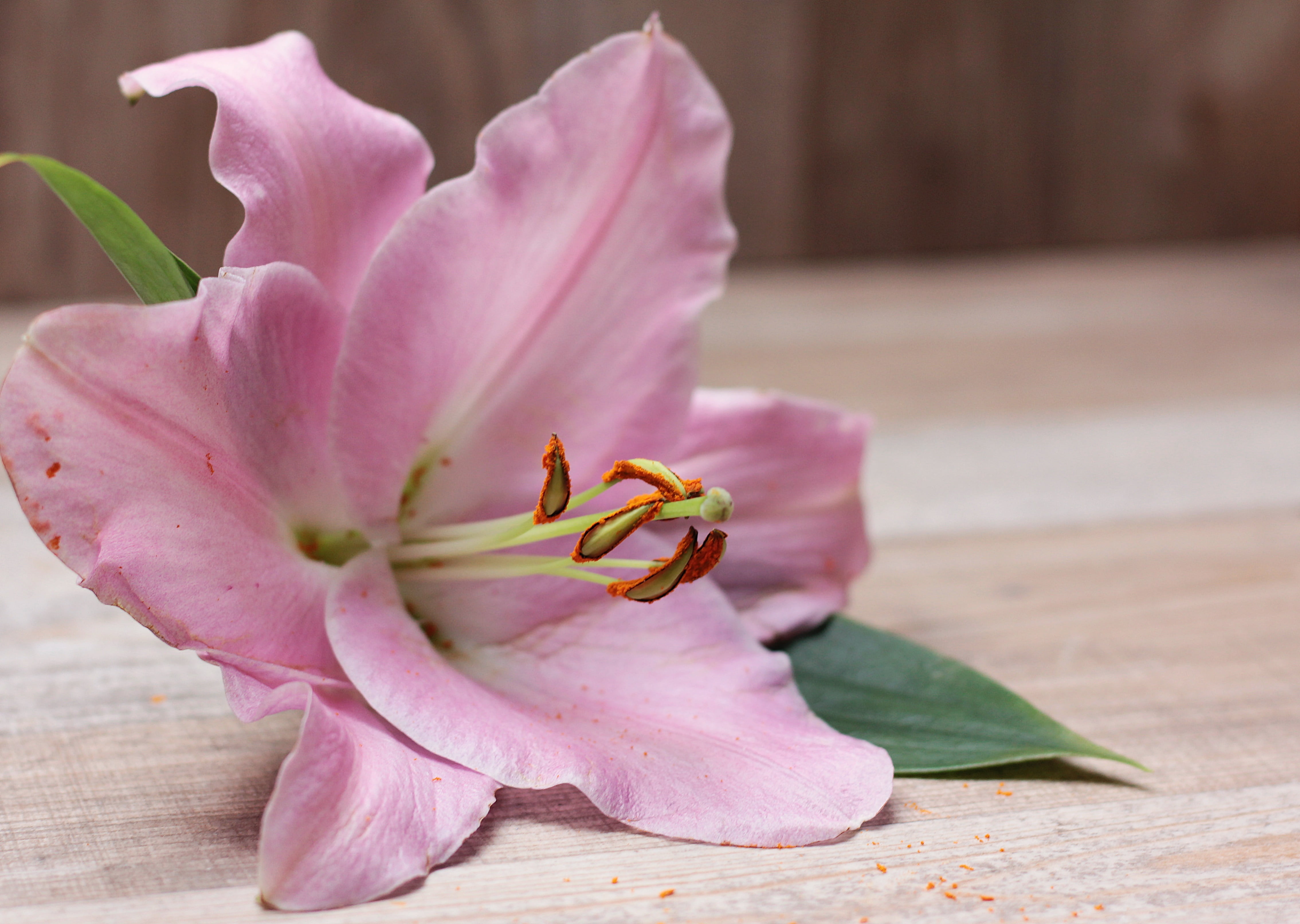 lilium, bloom, 4K, greeting card, pink flower, decoration, plant, nature, flower stamp, floor, fragility, flower head, growth, ornamental plant, lily family, HD Wallpaper