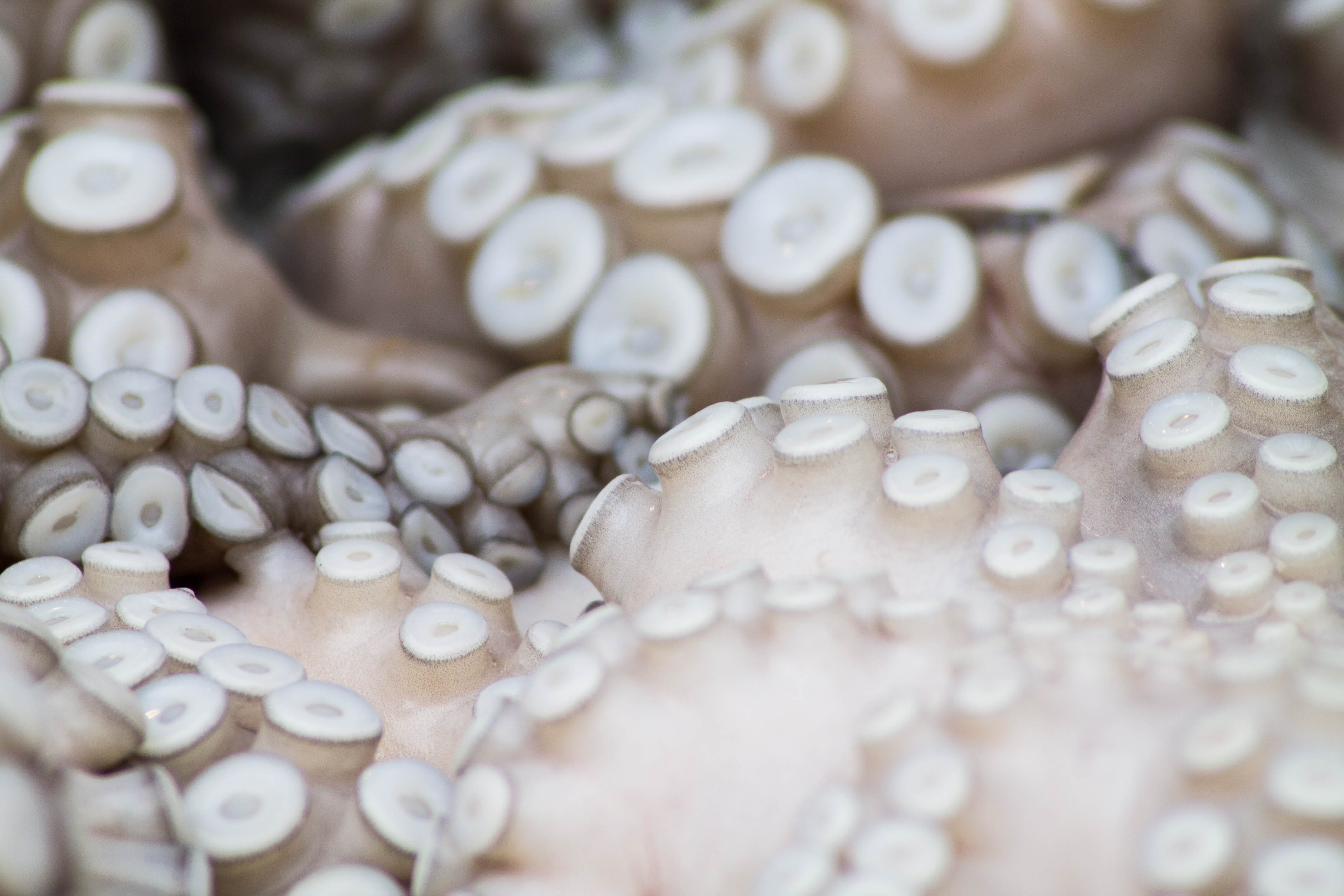 jewelry, nature, full frame, textile, white color, focus, pattern, tentacles, untitled, squid, shallow, still life, macro, octopus, luxury, wealth, indoors, HD Wallpaper