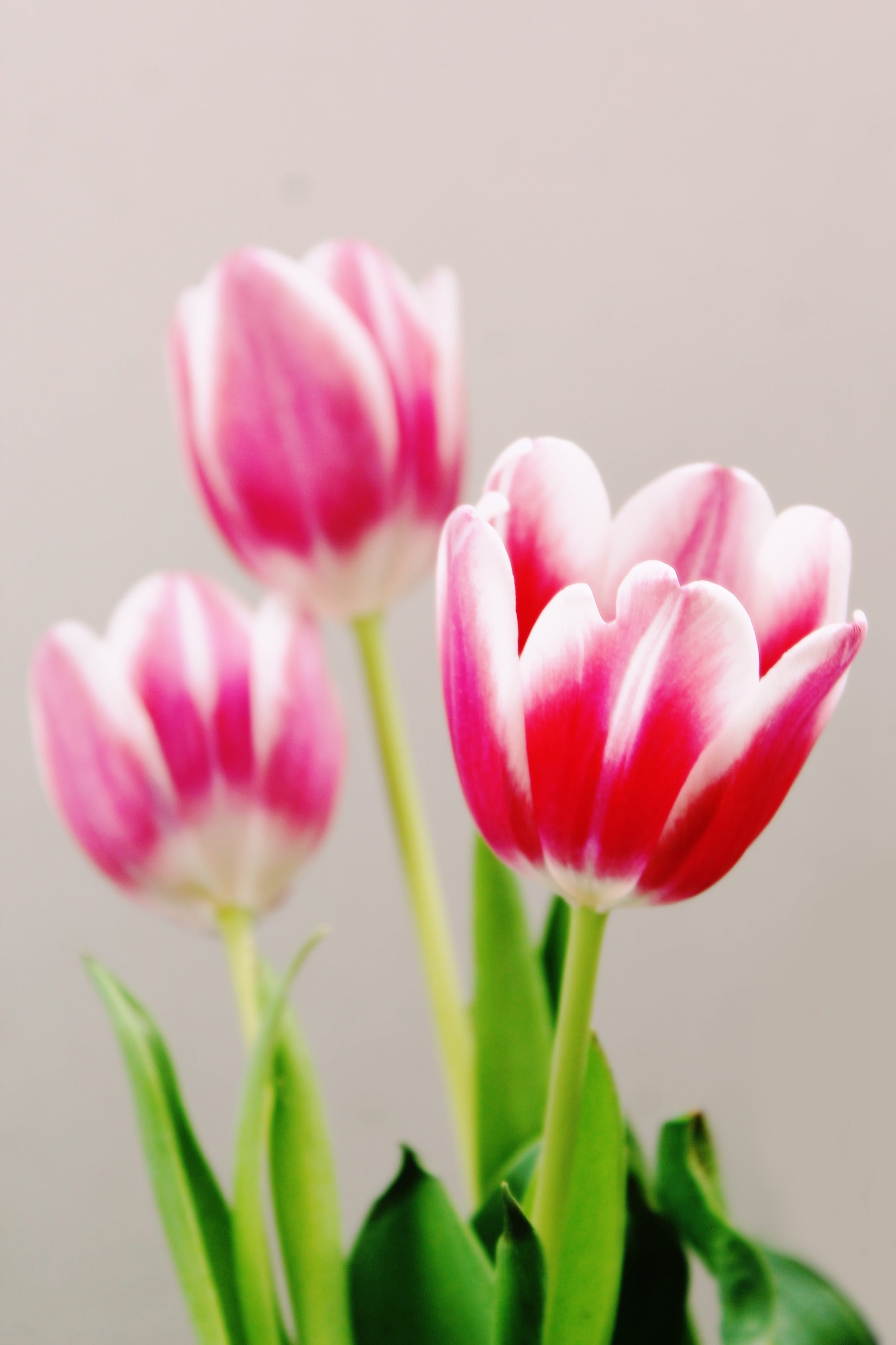 plant part, freshness, plant, close, petal, flowering plant, indoors, red, flora, mood, inflorescence, decorative, deco, decoration, close-up, pink, fragility, Phone HD Wallpaper