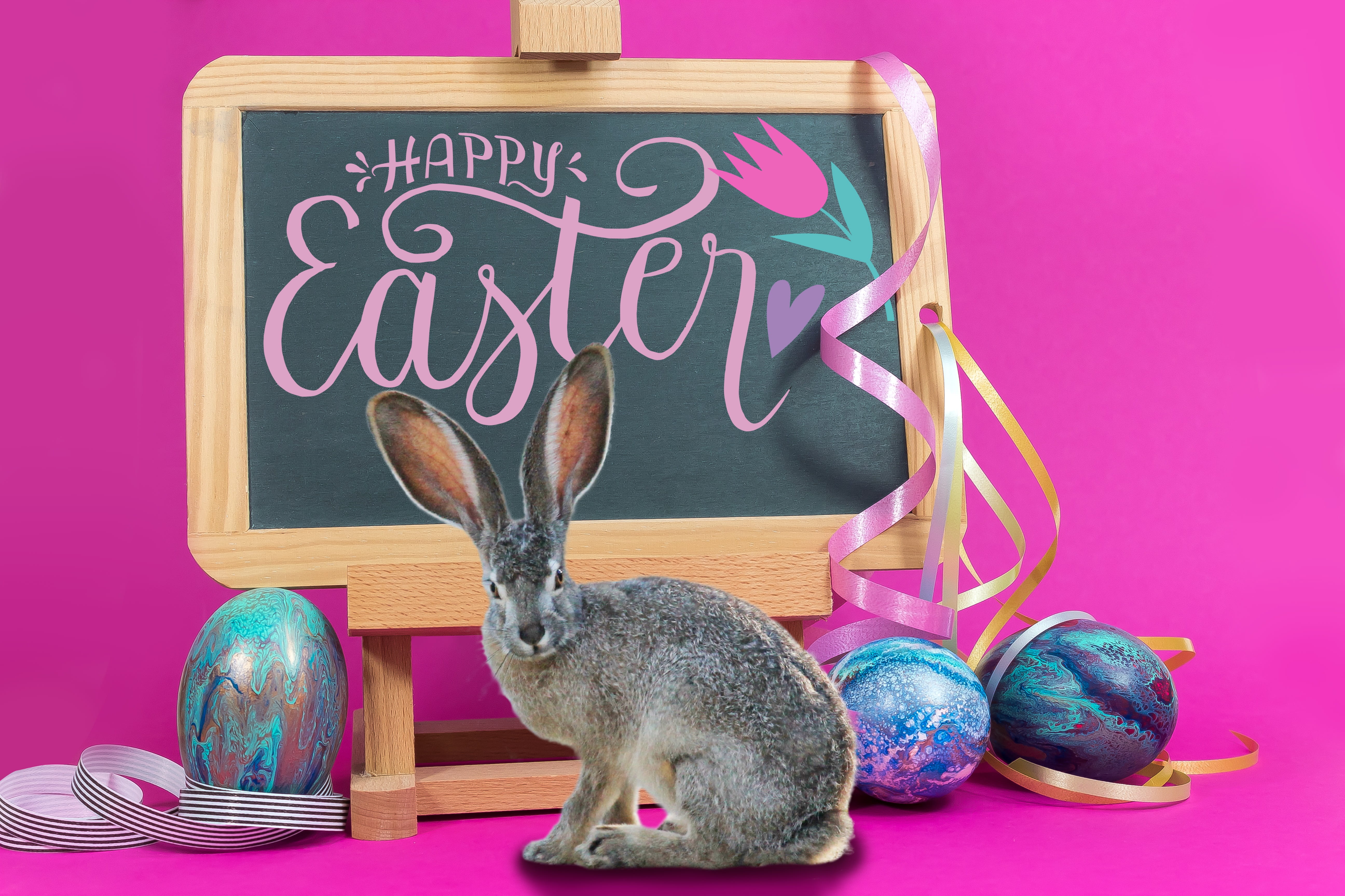 rabbit - animal, gold, food, pink, 5K, animal themes, blue, one animal, colored background, beautiful, domestic animals, text, friendly, studio shot, turquoise, HD Wallpaper